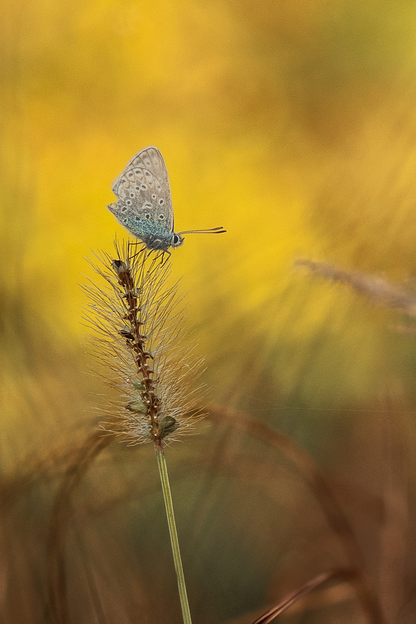 Farfallina d'ottobre
