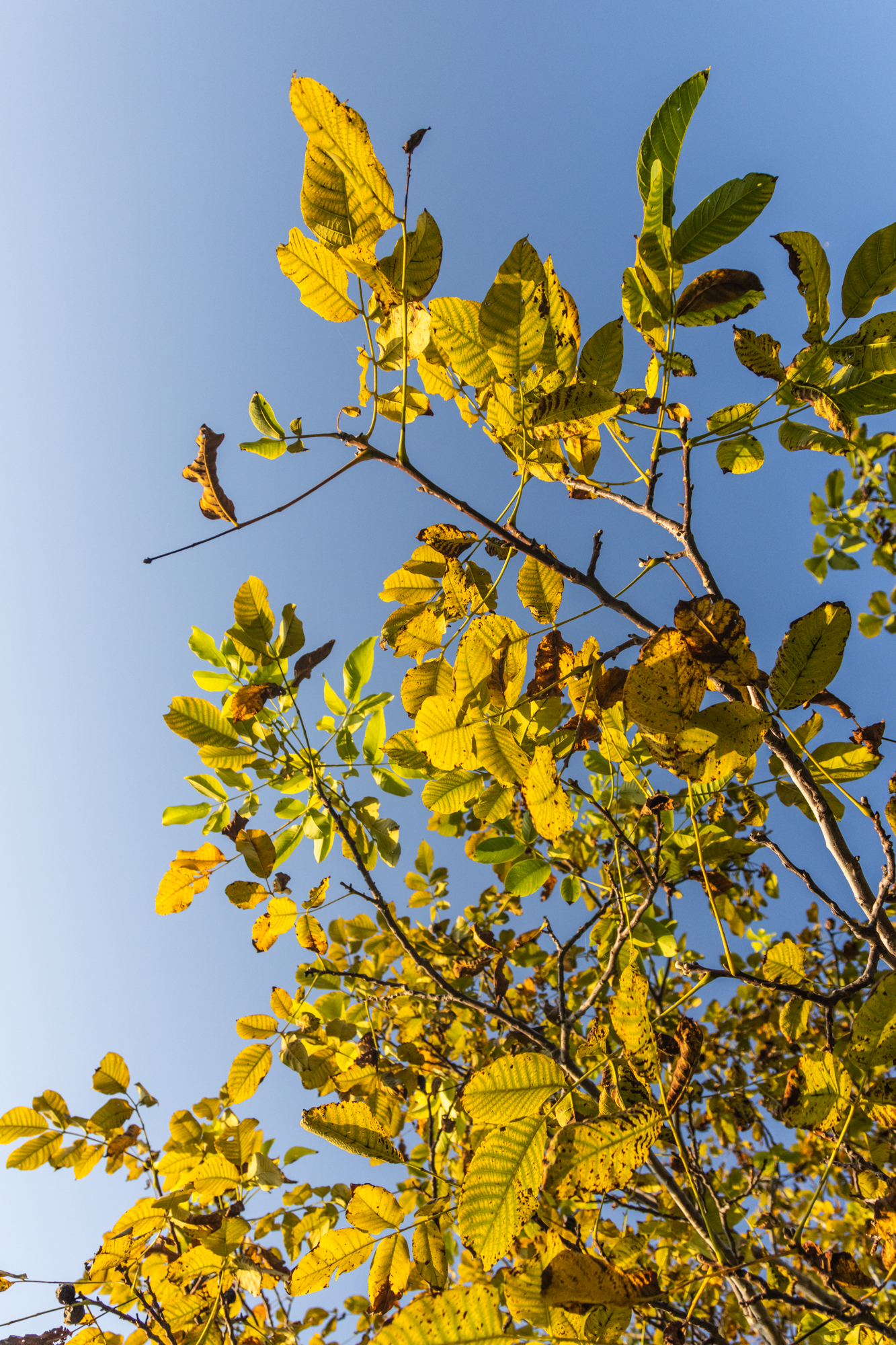 Old Leaves