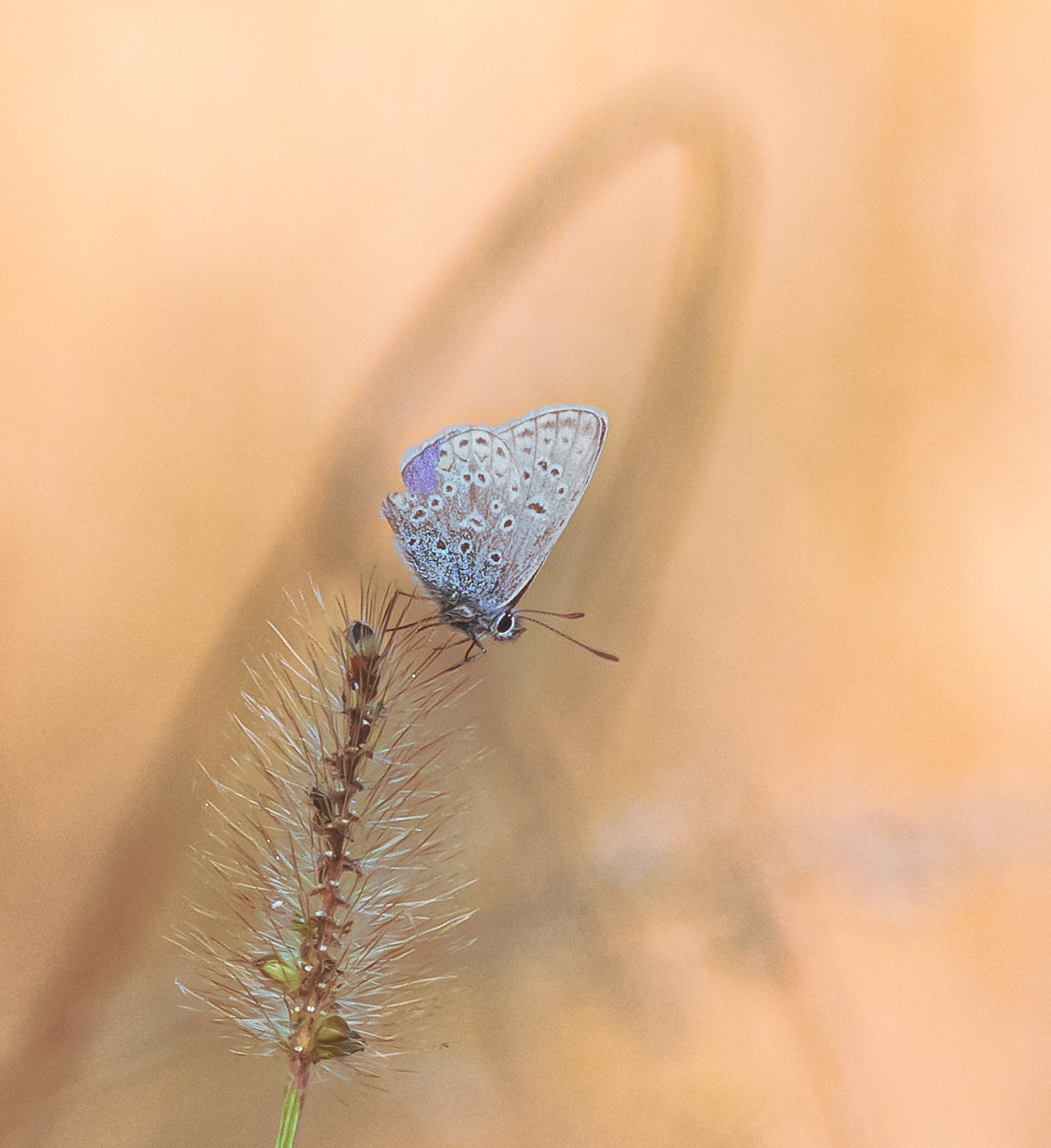 Farfallina in colori pastello