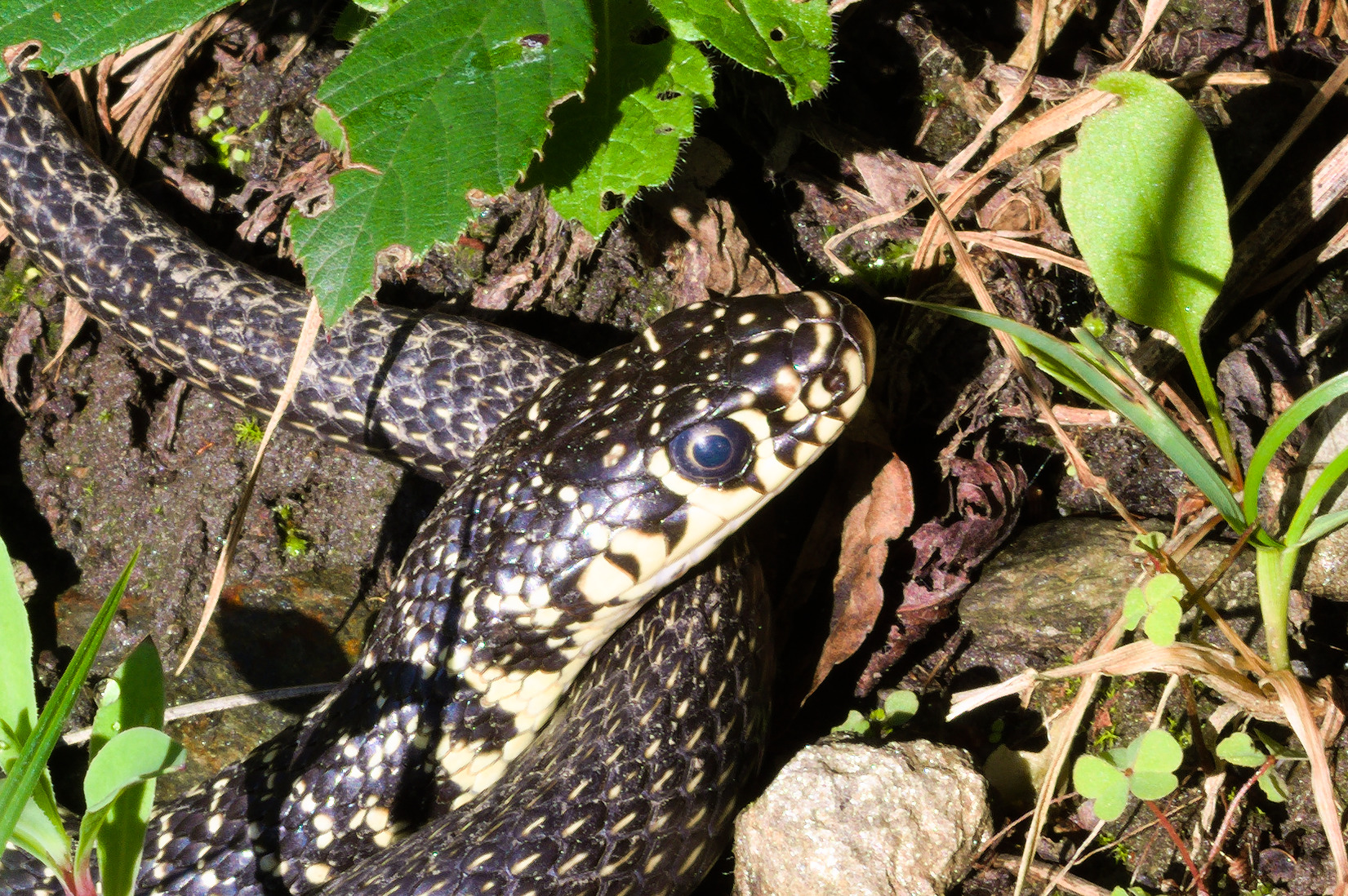 At last... THE SUN!!