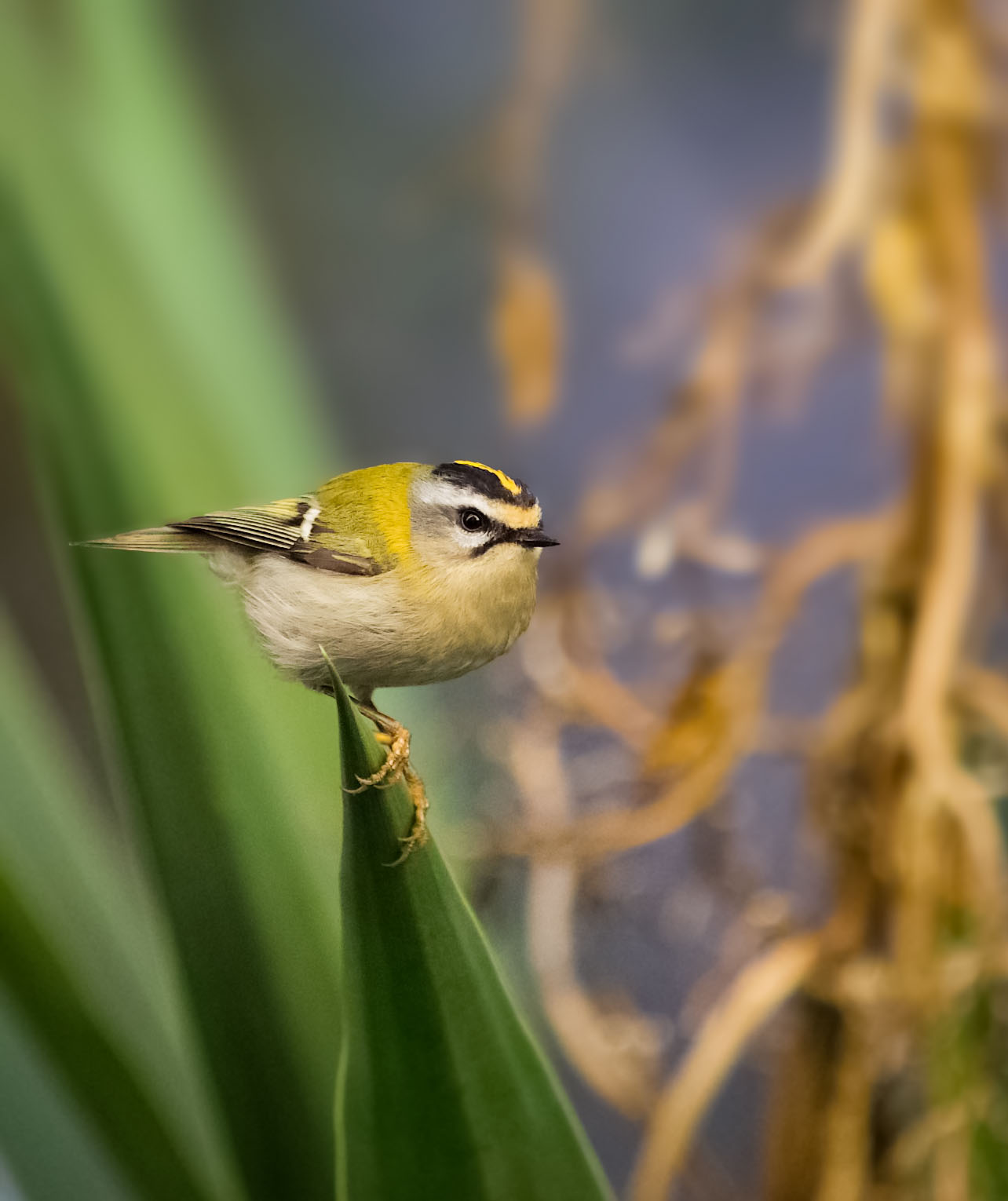Firecrest