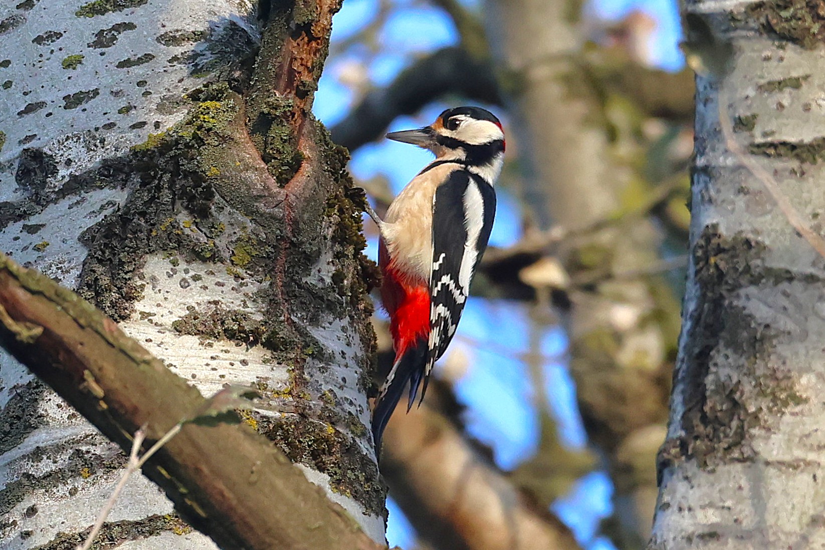 Great Spotted Woodpecker