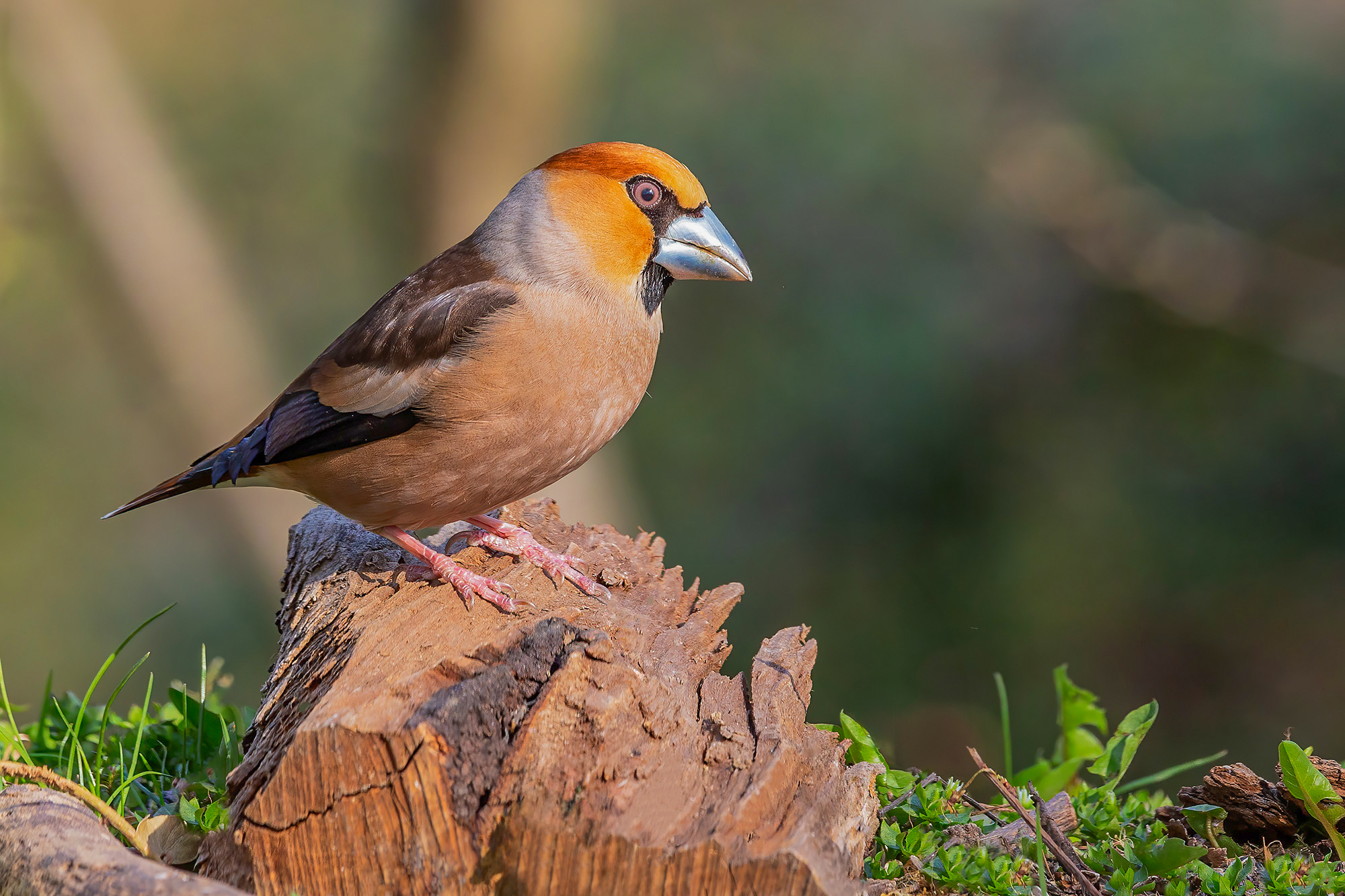 Hawfinch