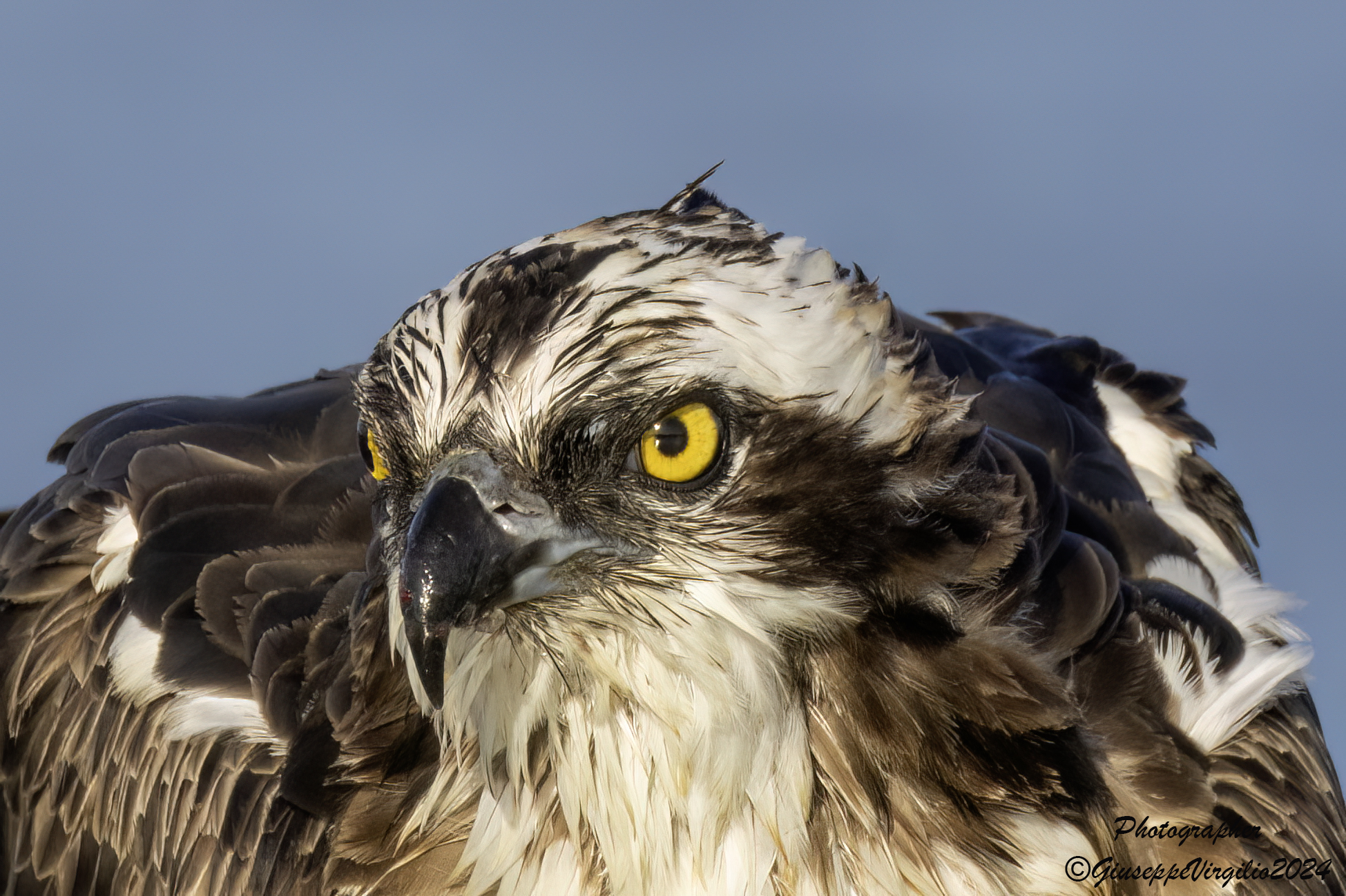 Osprey (Sardinia) 2024