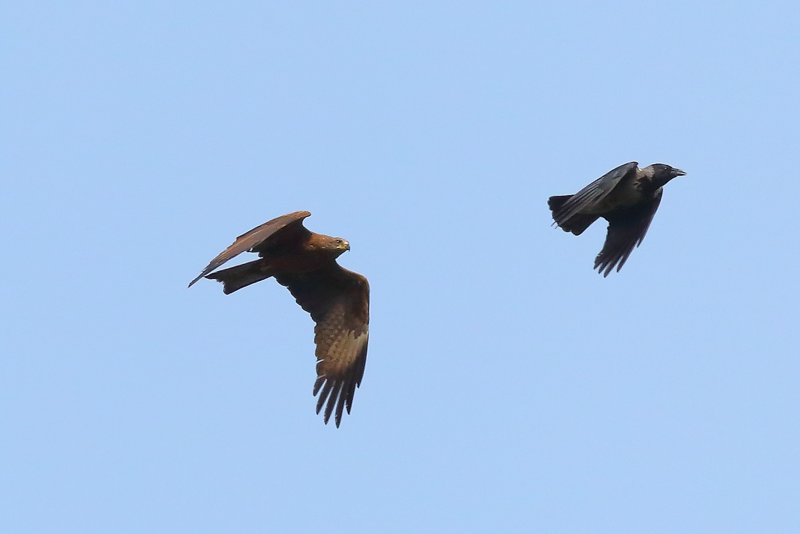 Nibbio bruno 03 maggio 2024 - 8753