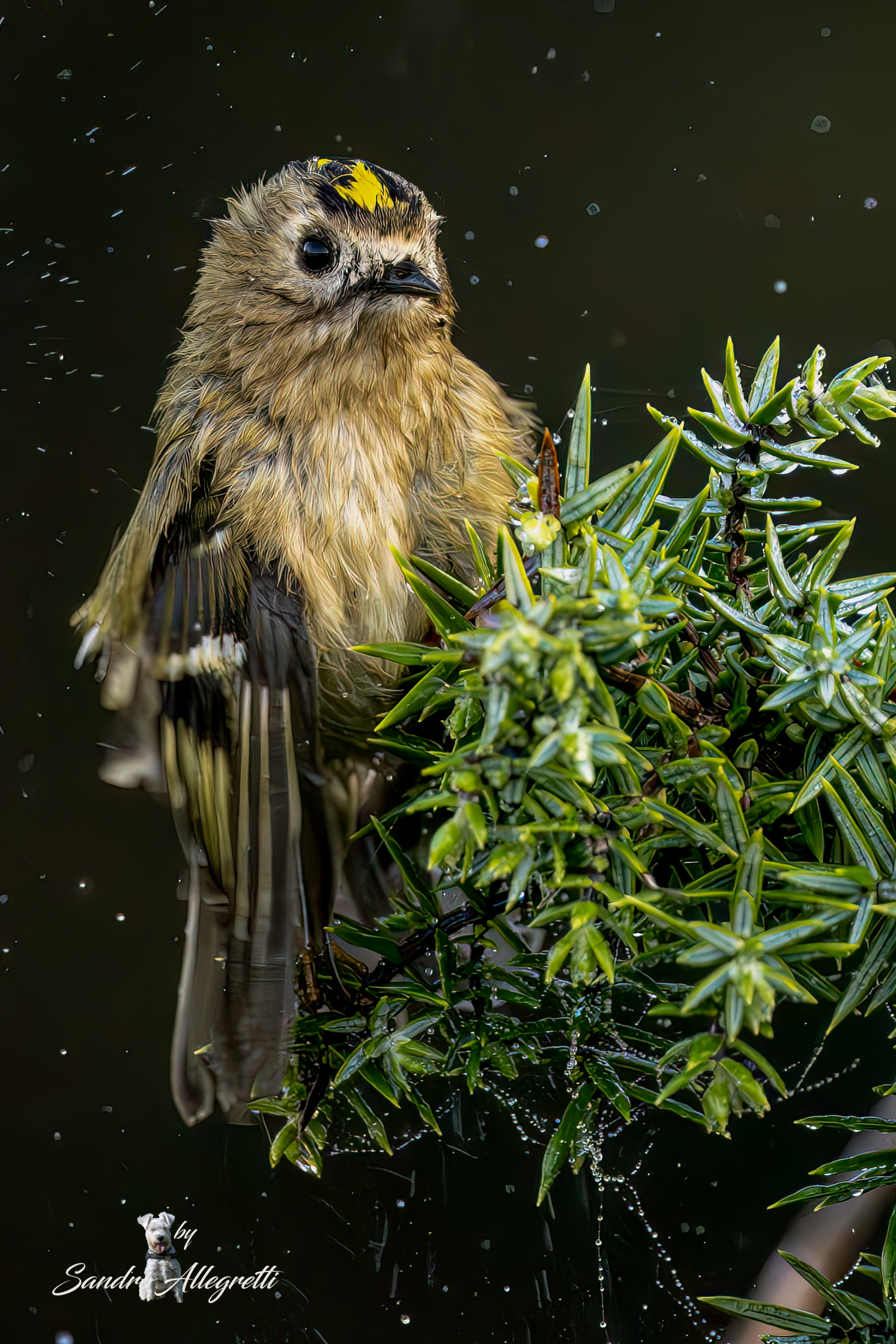 Il regolo comune (Regulus regulus)