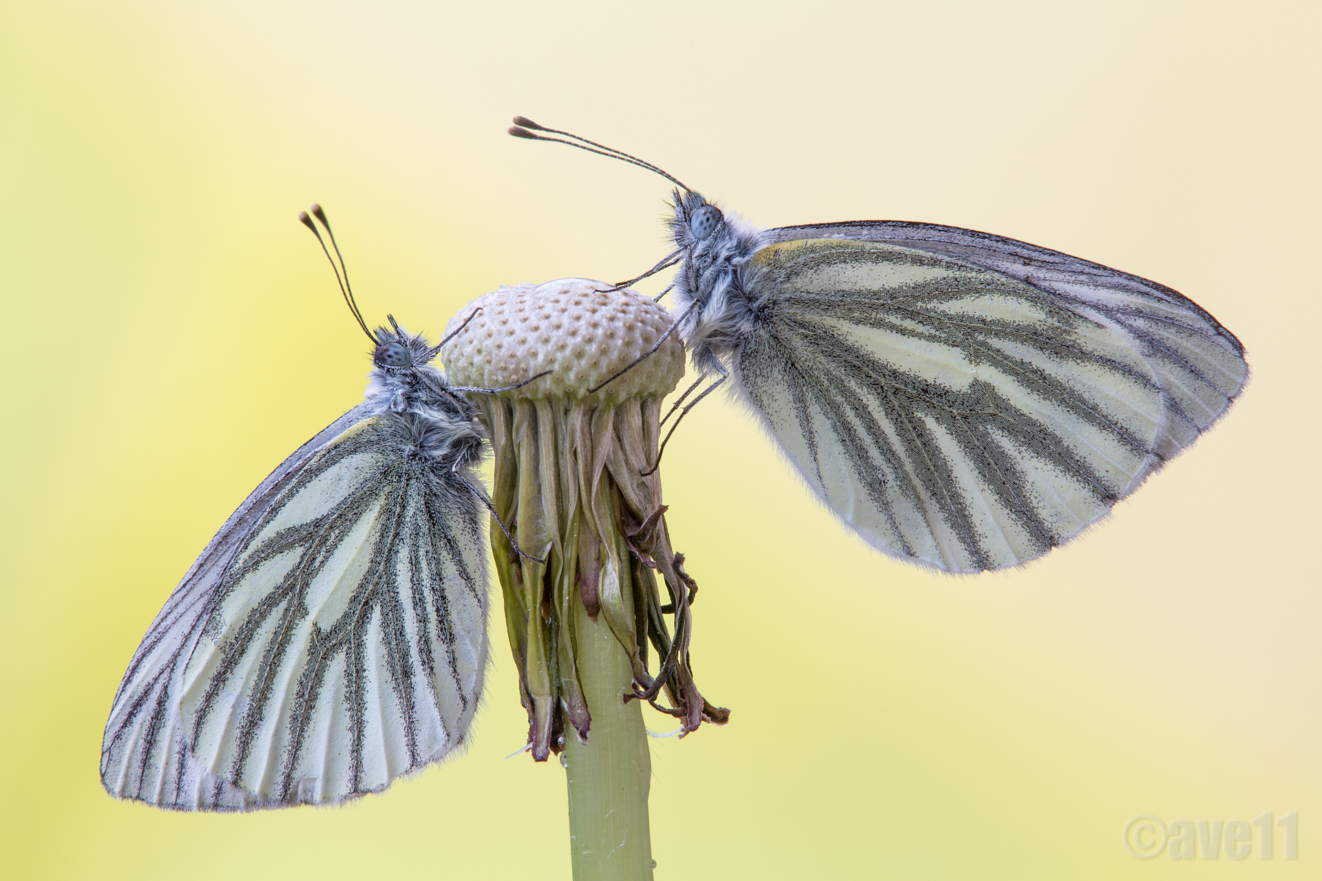 pair of pieris