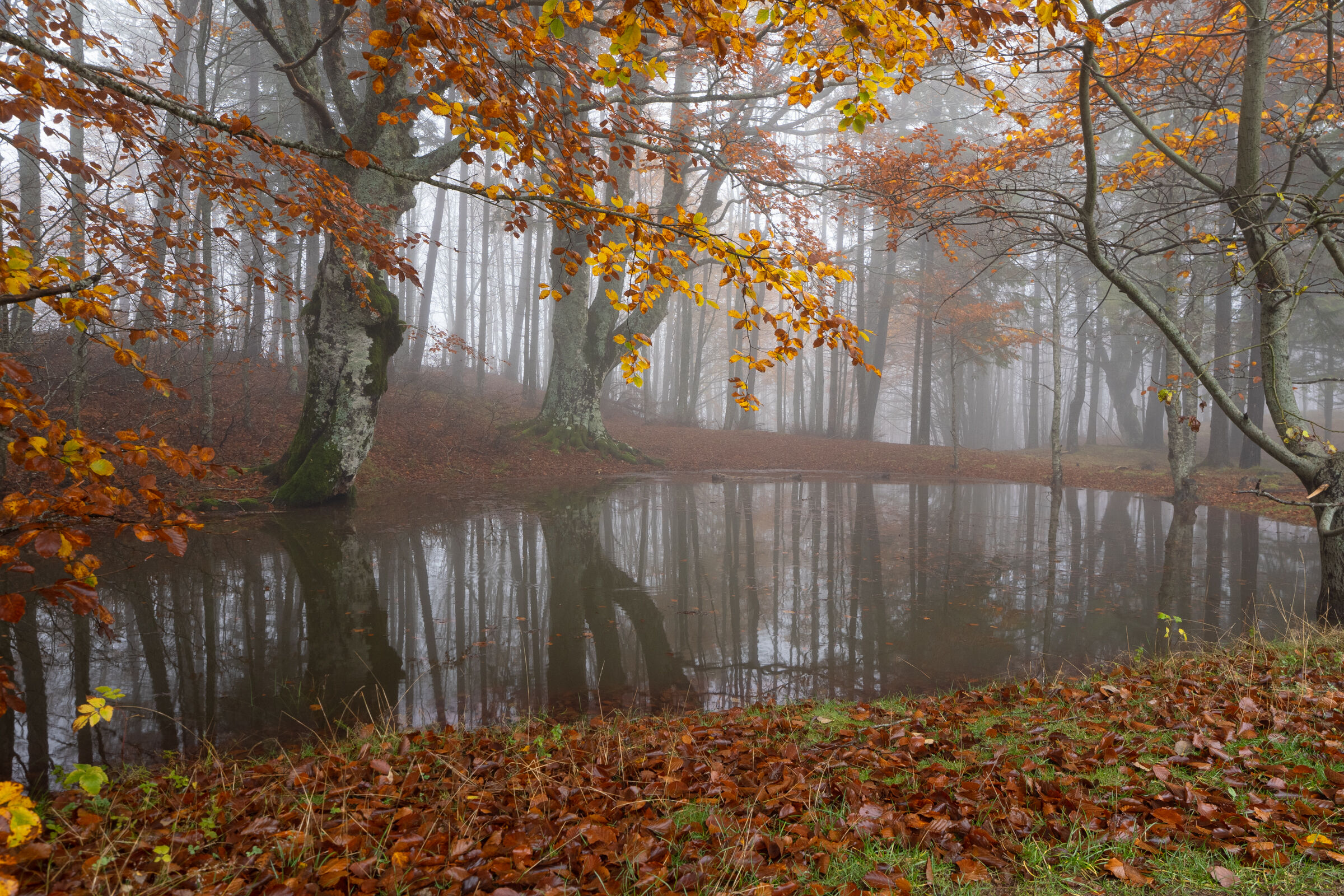 La magia dell'autunno