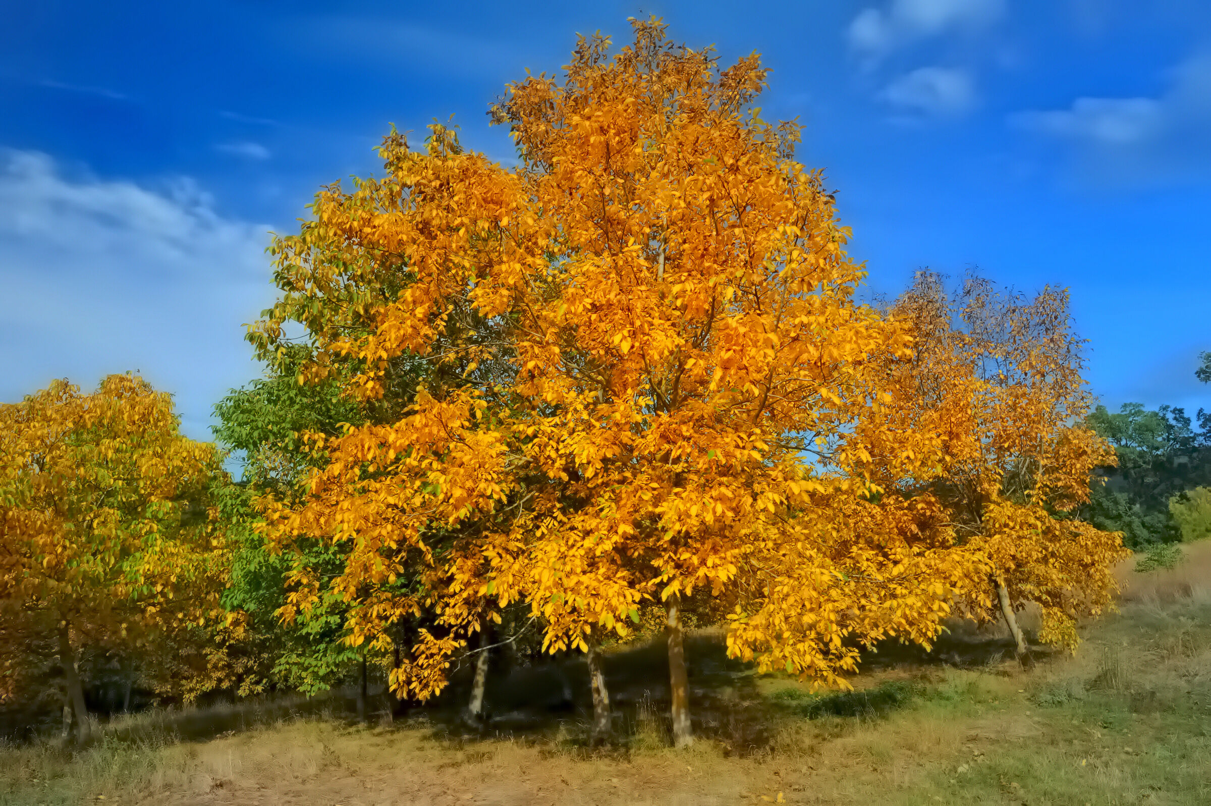 The colors of Autumn