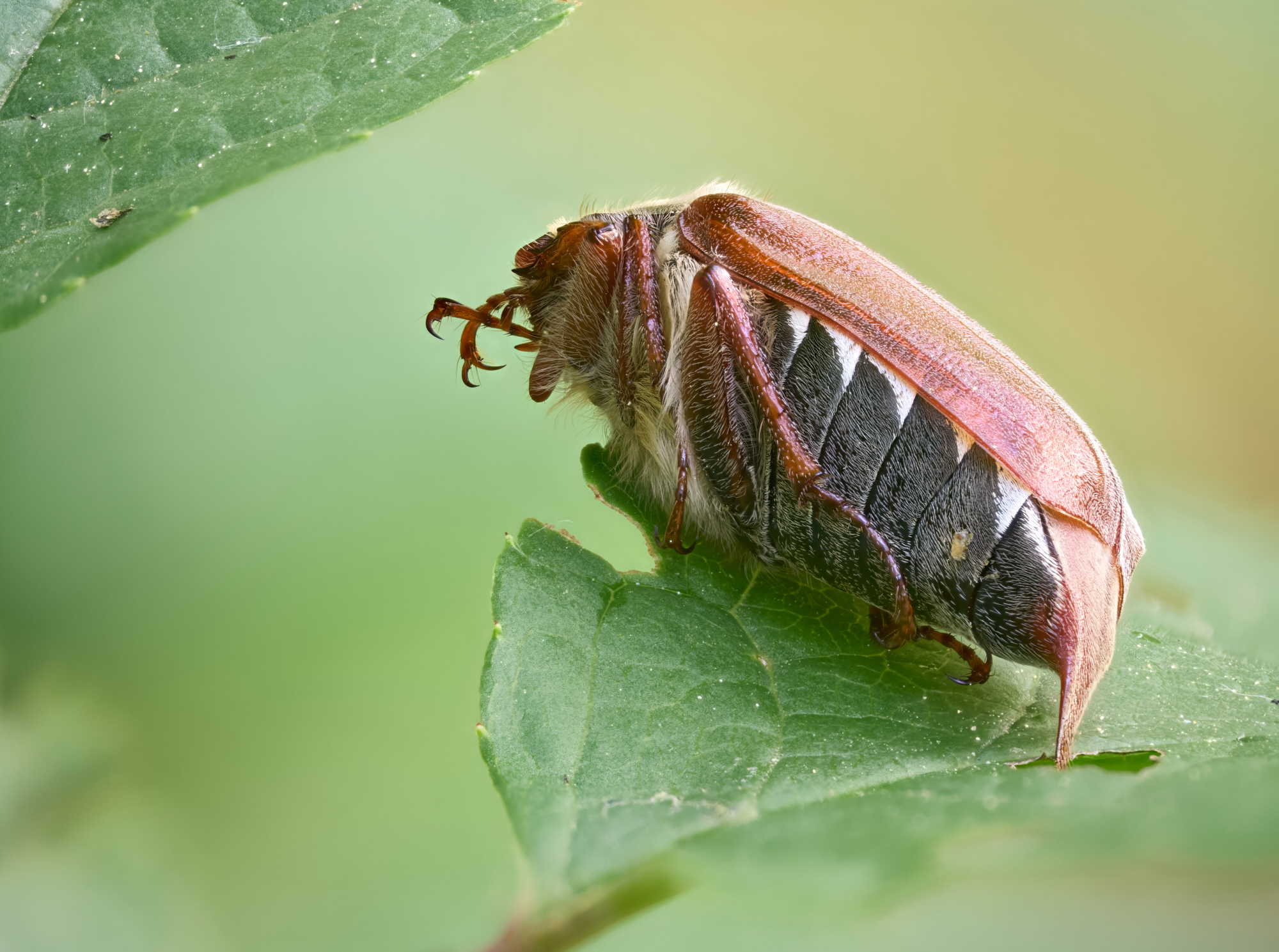 Melolontha melolontha