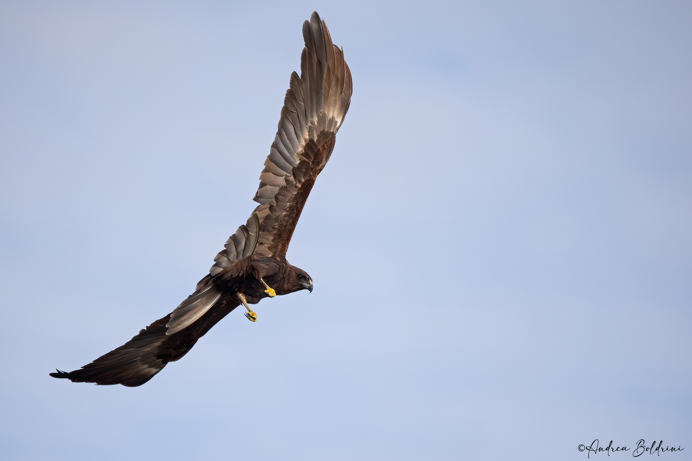 Marsh Harrier