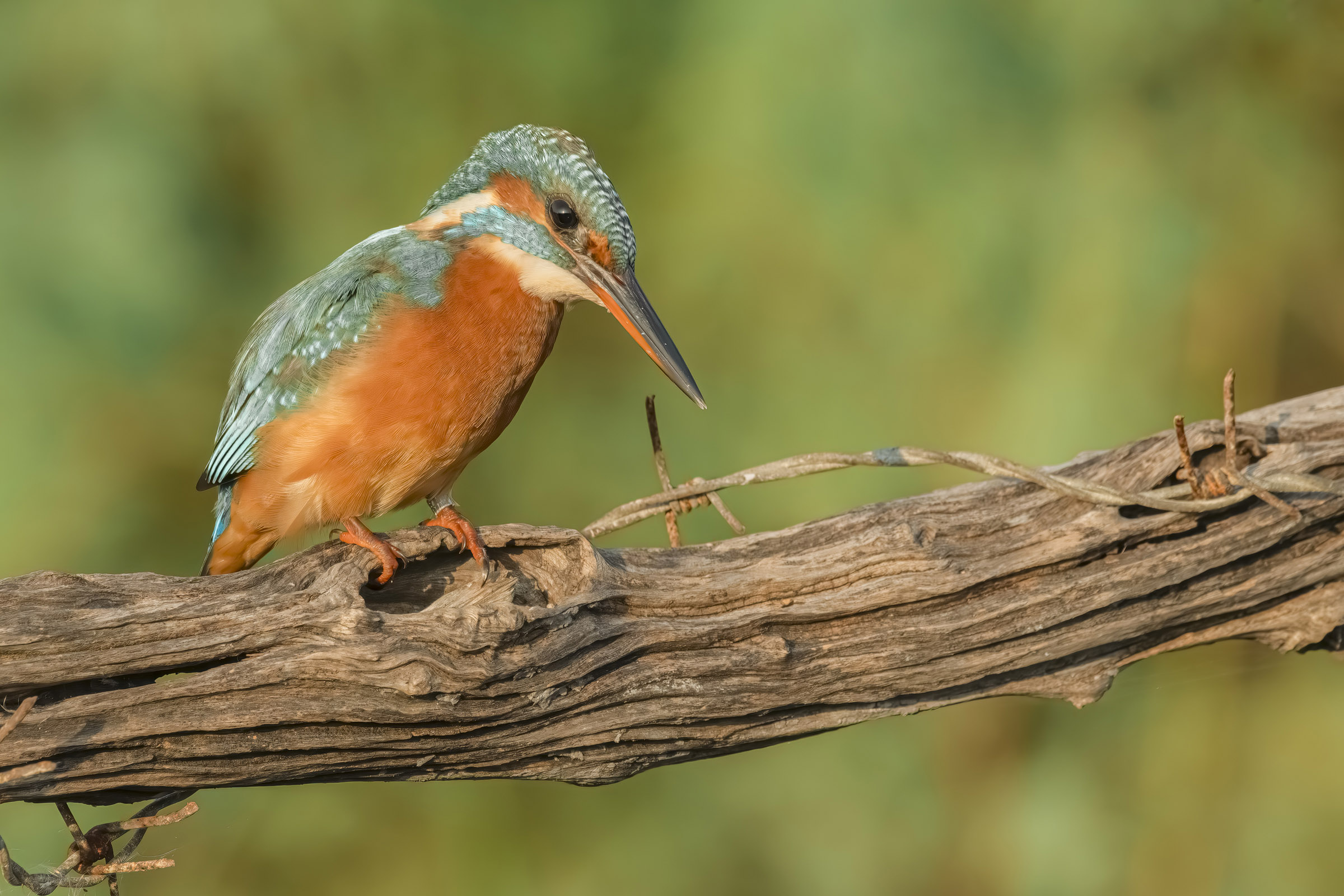 Kingfisher