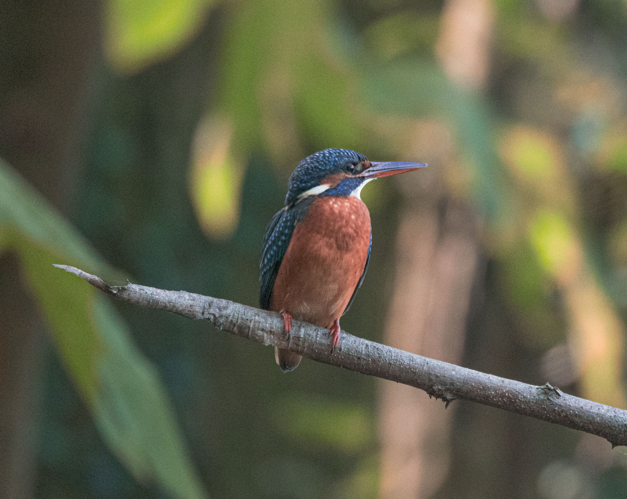 Kingfisher