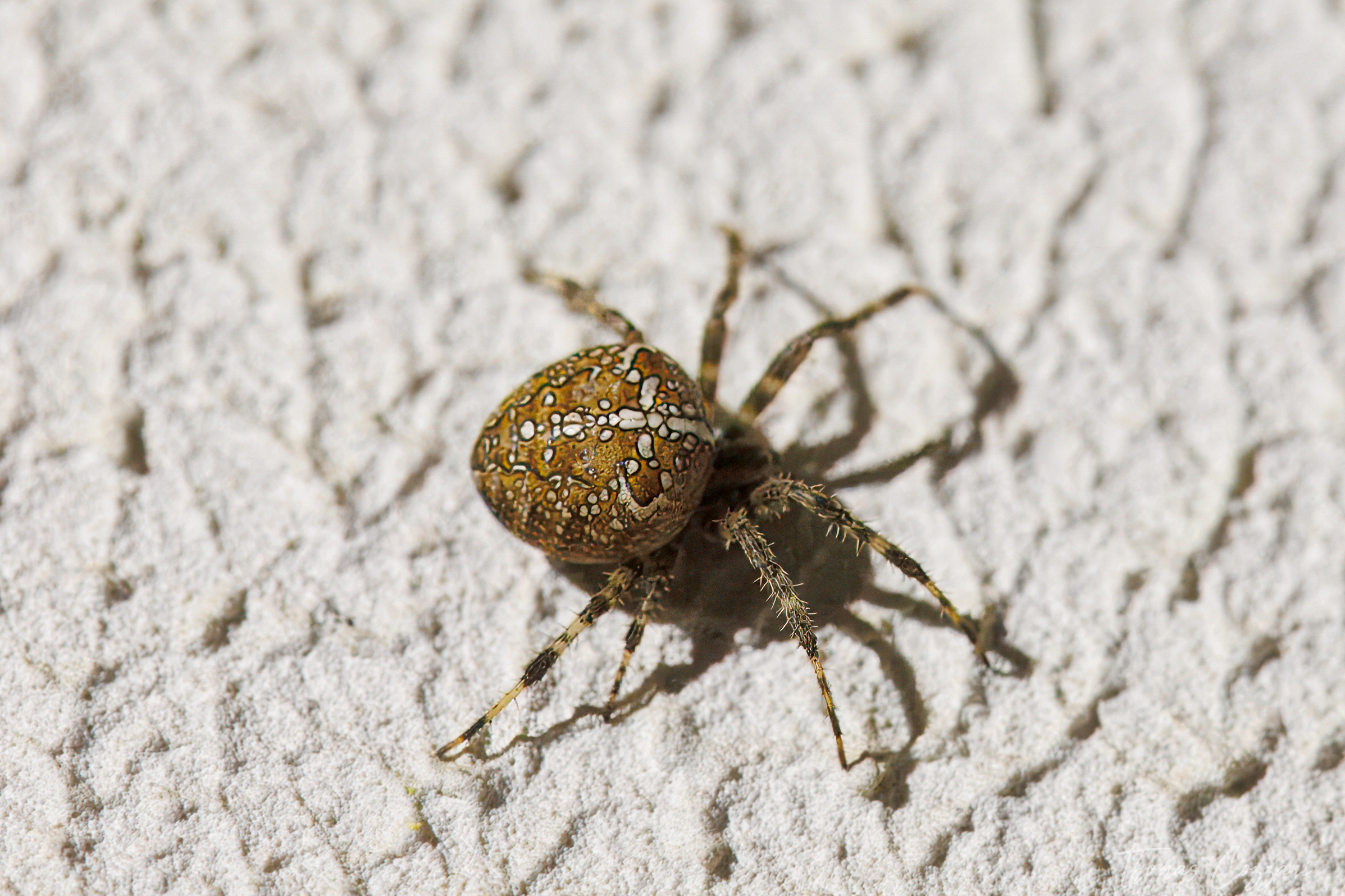 Araneus diadematus