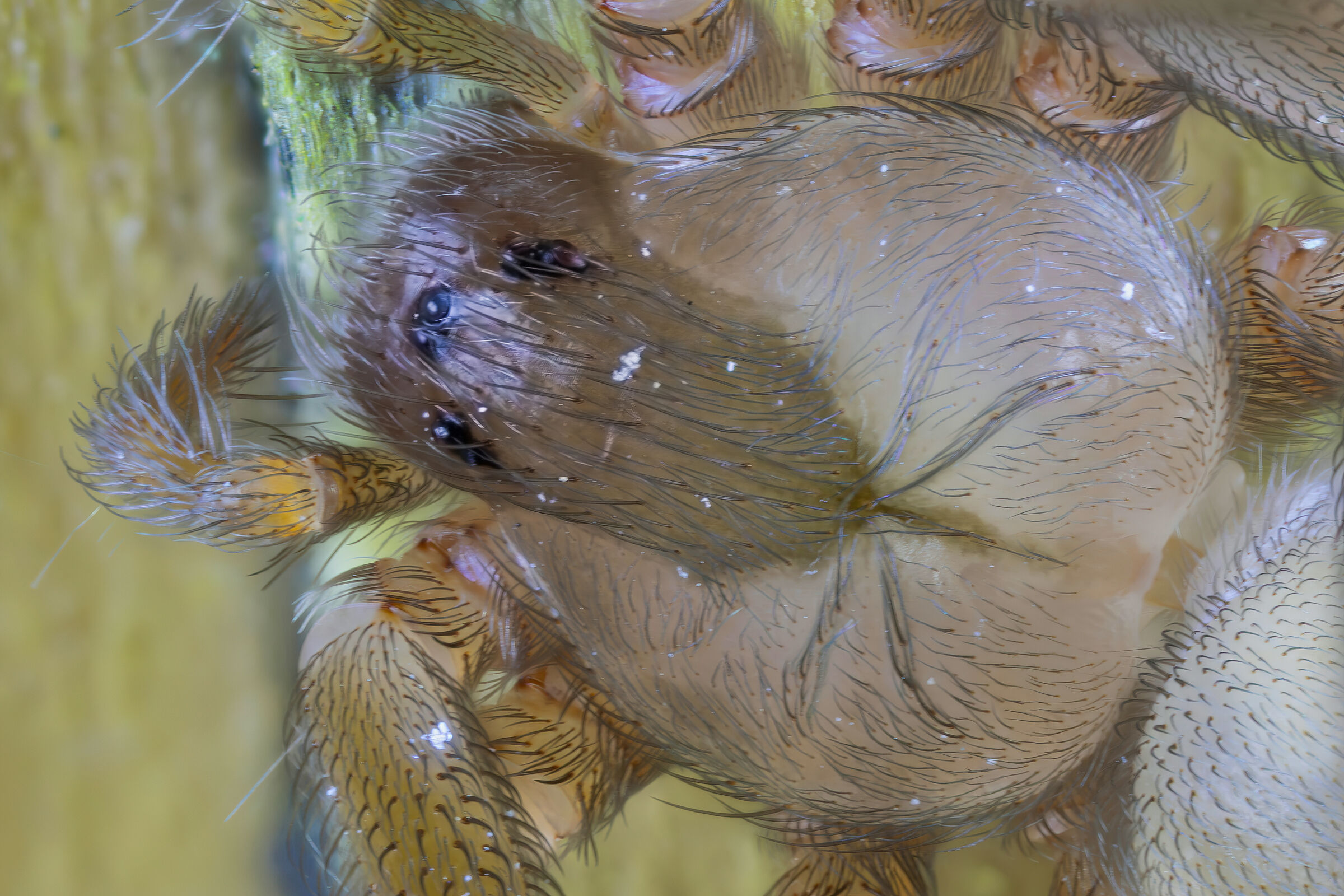 Loxosceles rufescens