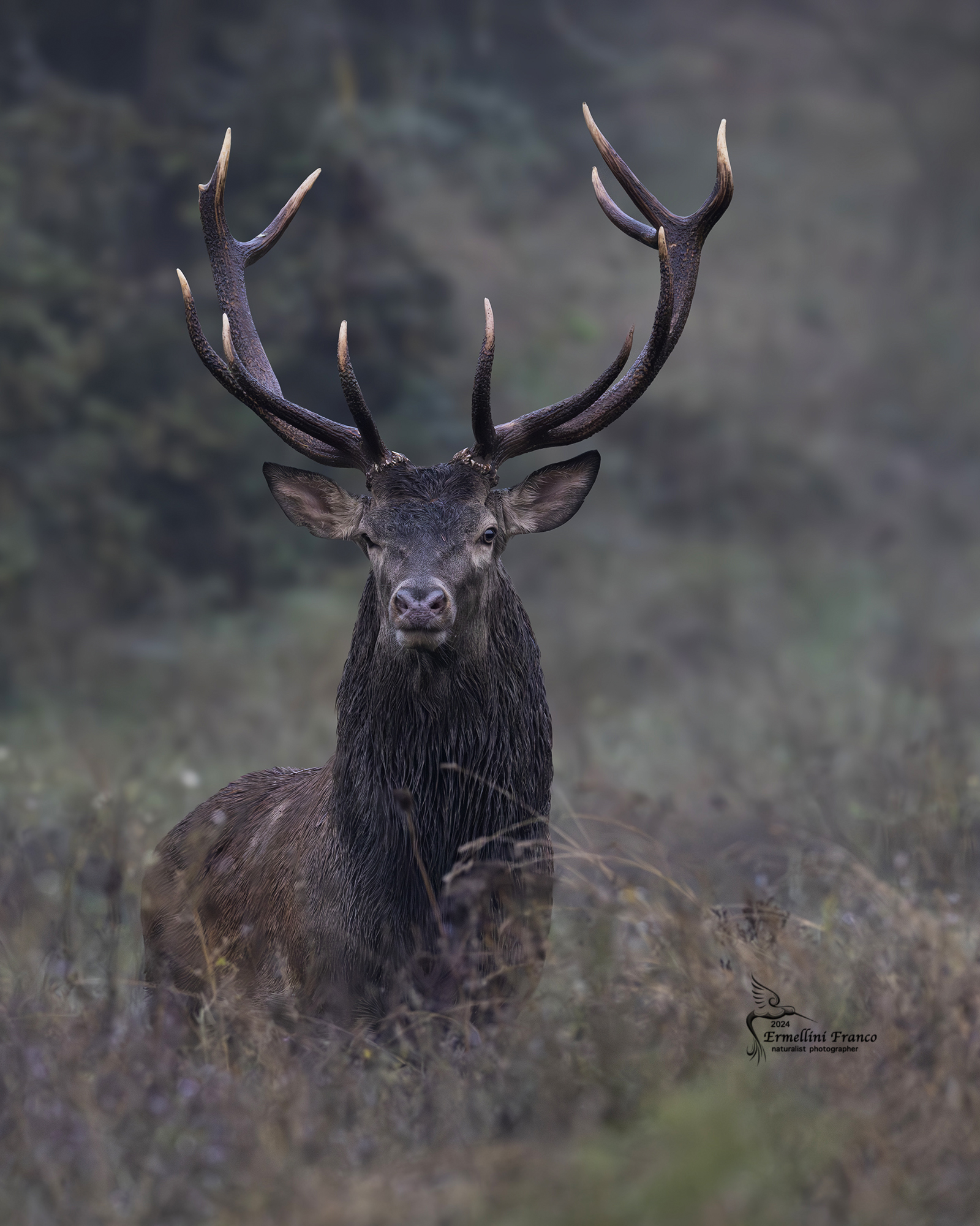 Roaring deer