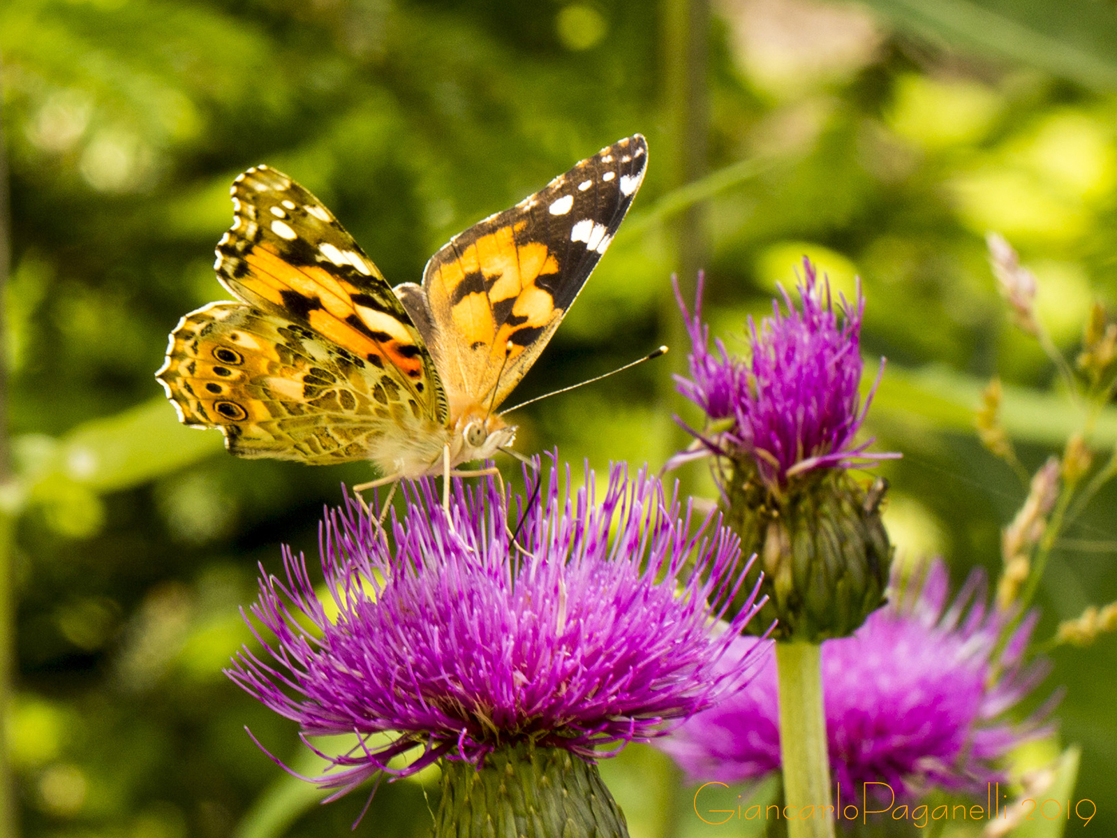 Vanessa del Cardo - Vanessa cardui