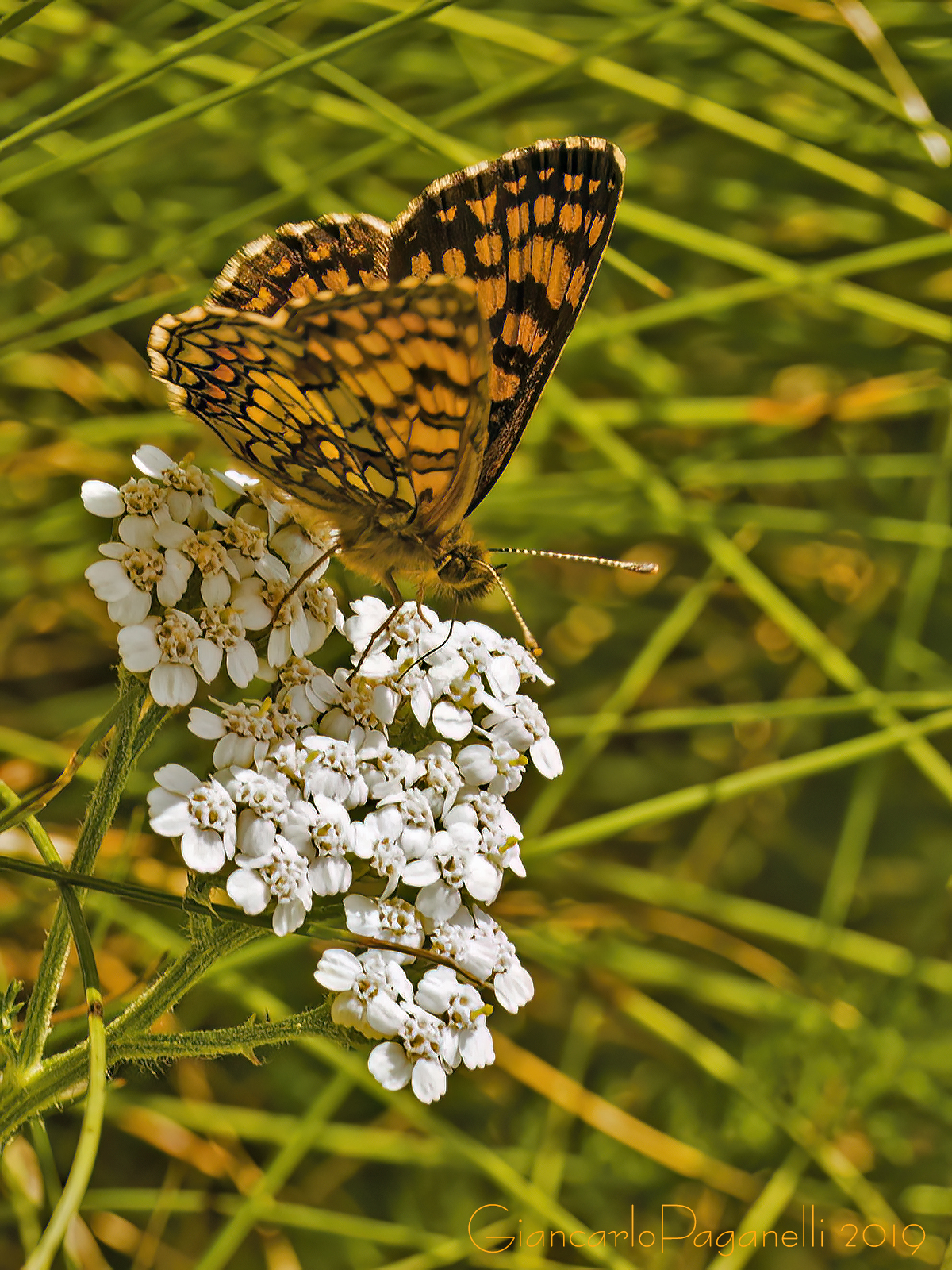 Atalia - Melitalea athalia