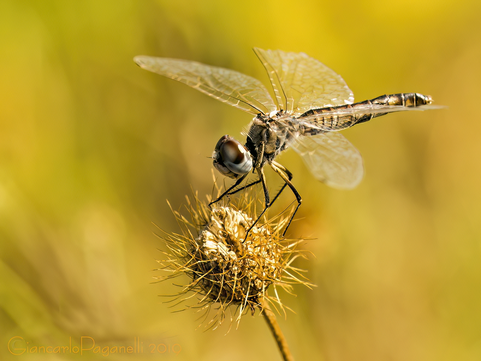 Selysiothemis nigra