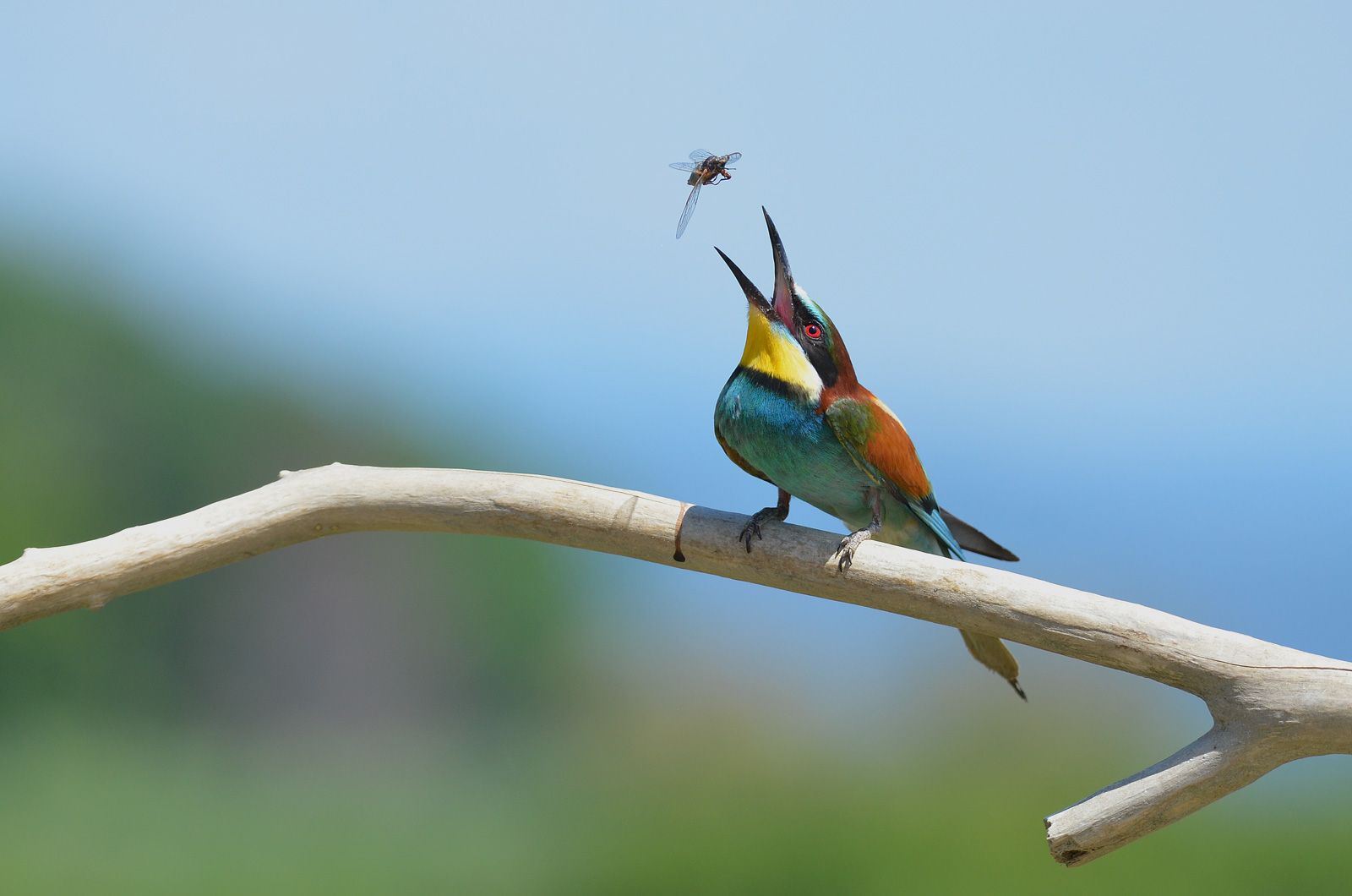 bee-eater with cicada