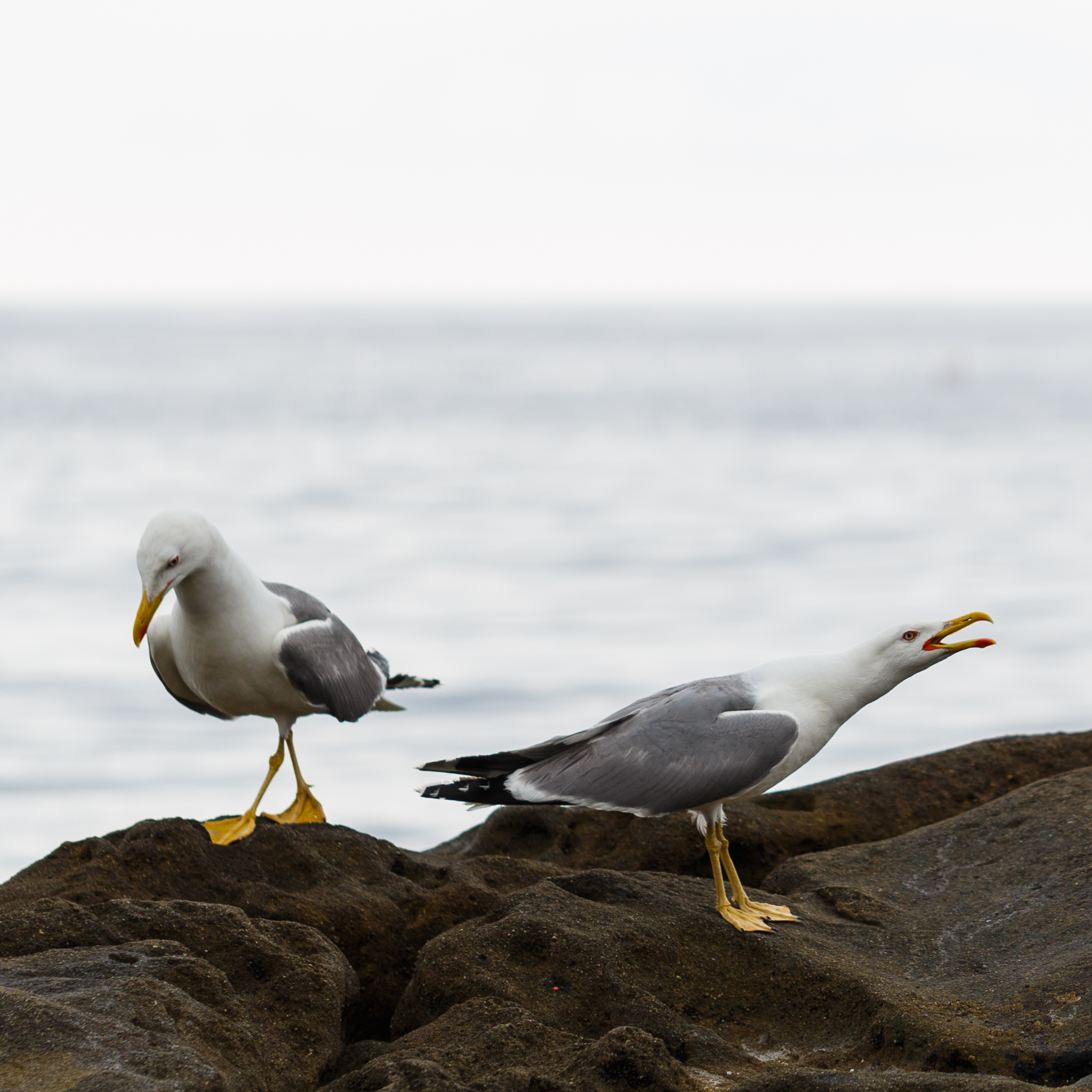 Gabbiani a Bordighera