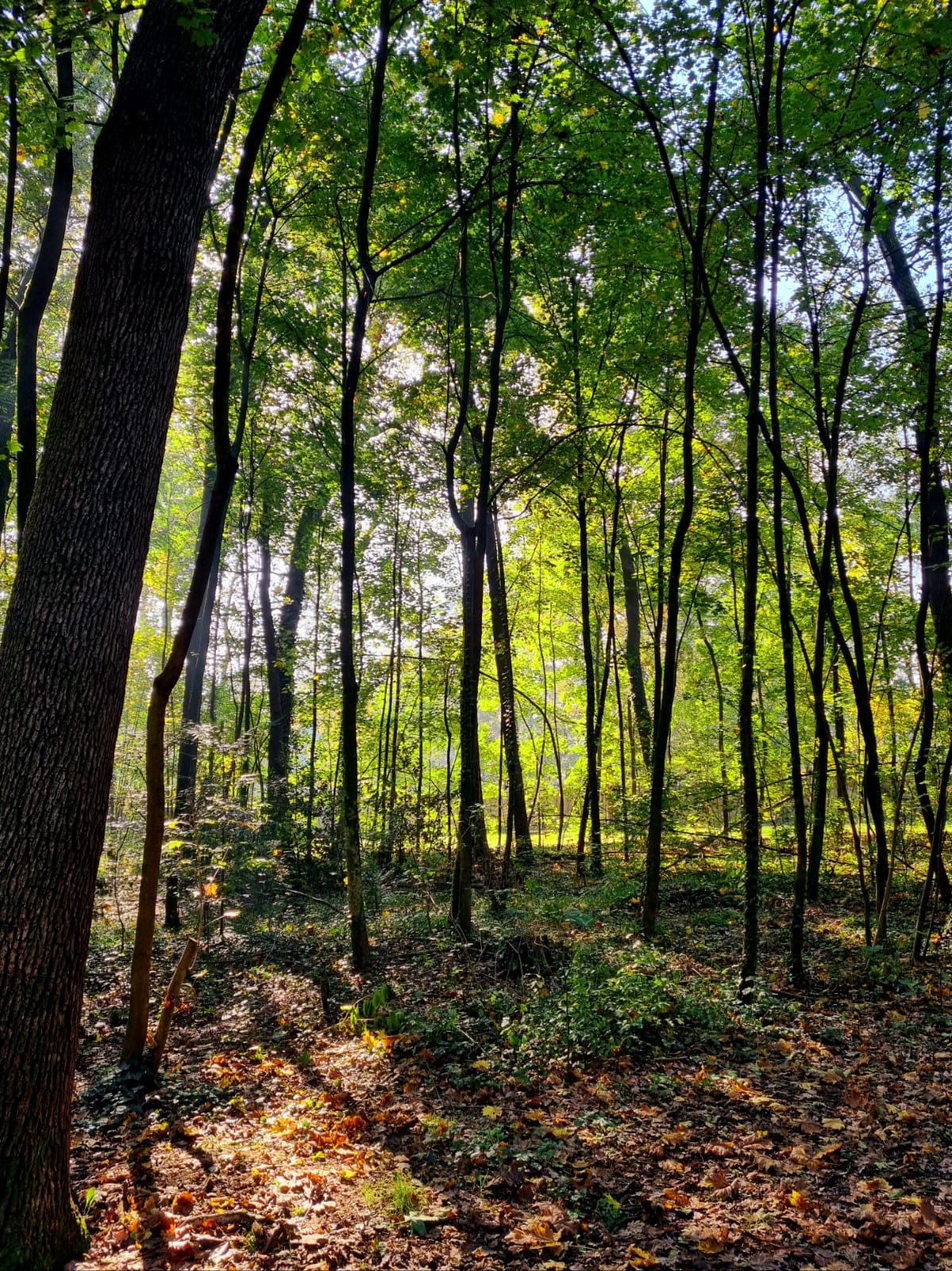 Autunno al parco di Monza