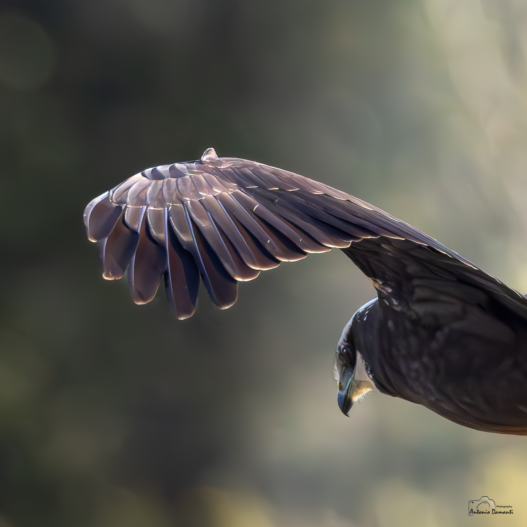 Marsh Harrier