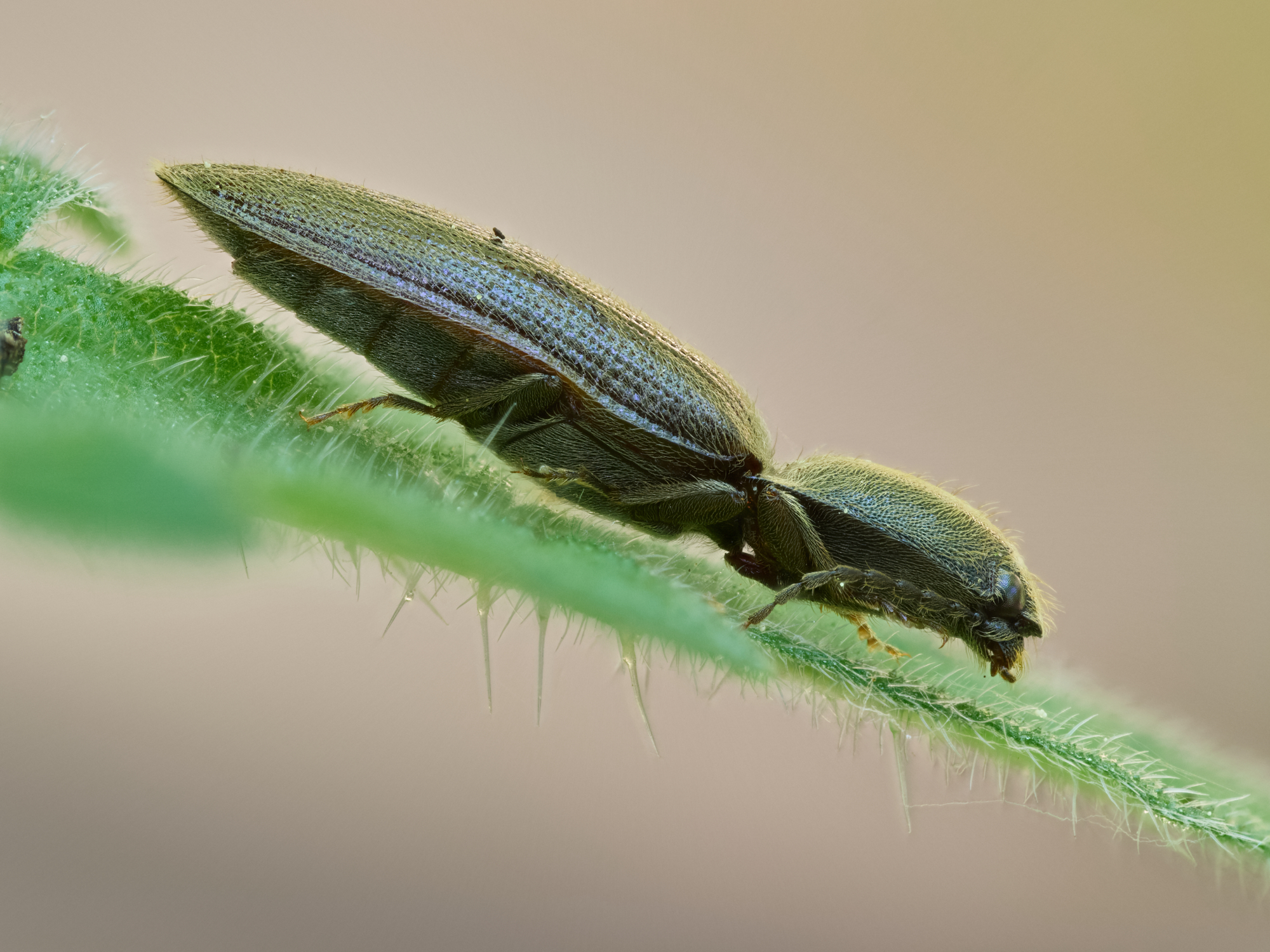 Athous haemorrhoidalis