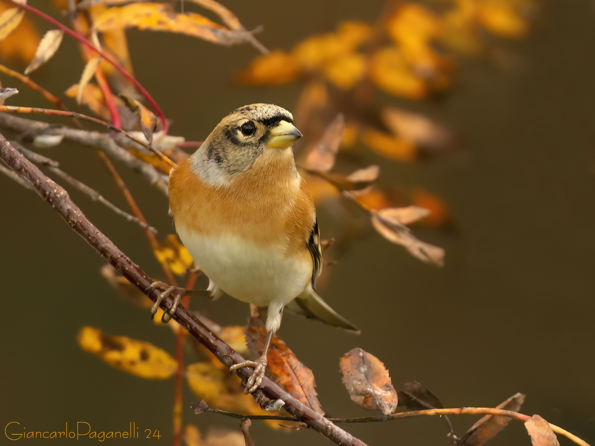 Peppola - Fringilla montifringilla
