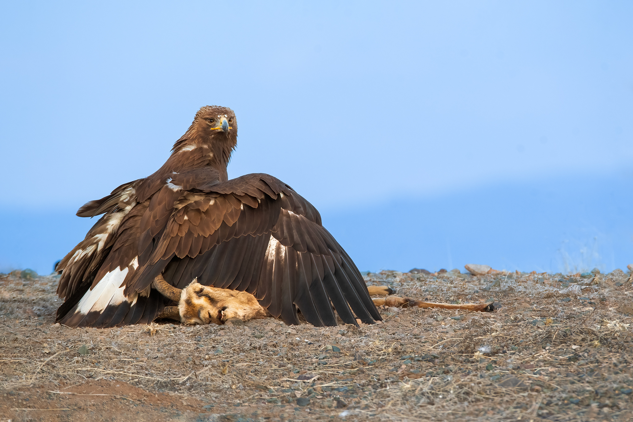 Nikon d500 sigma 150-600s 1/1000 iso 1250 f8 fl600mm