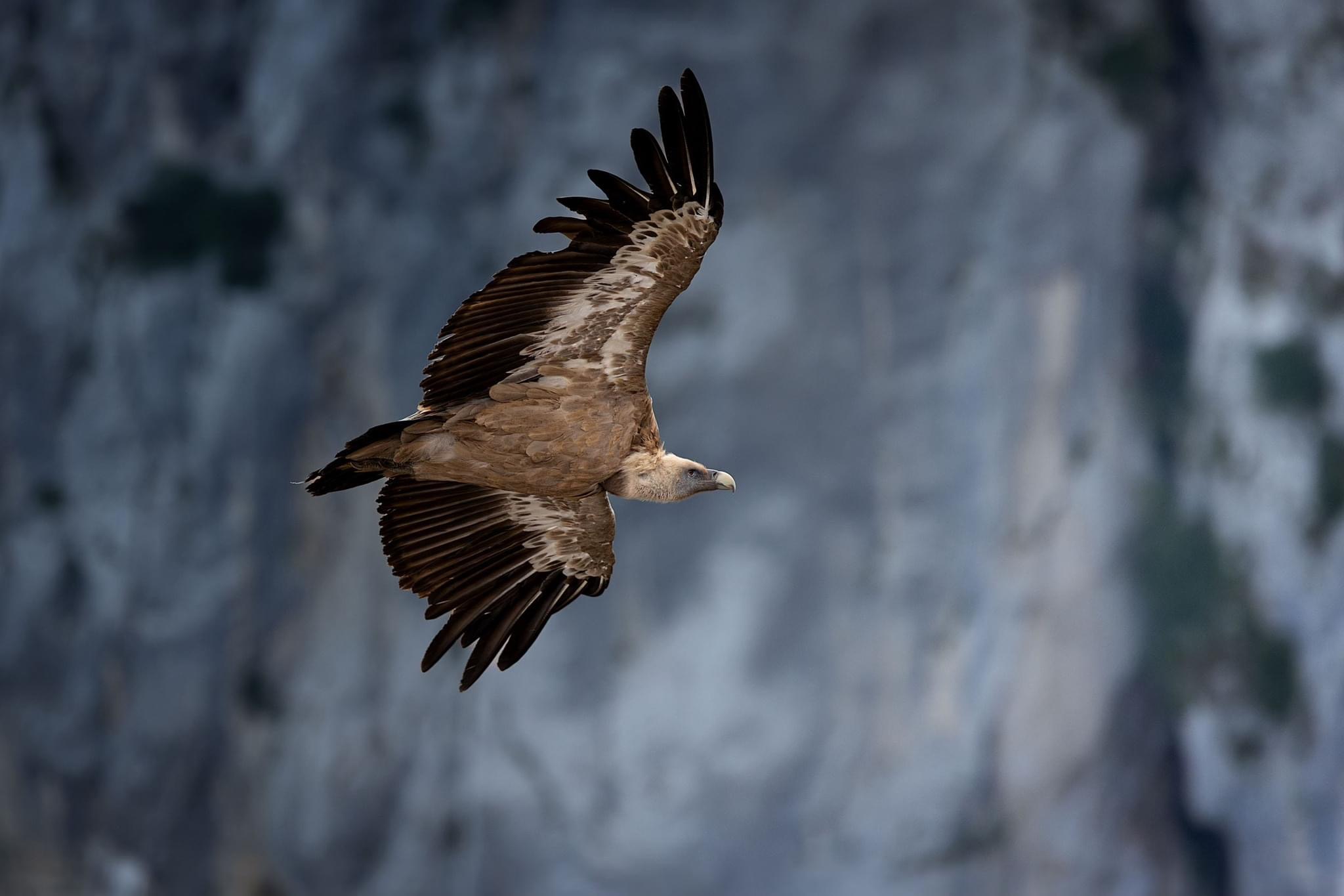 In volo