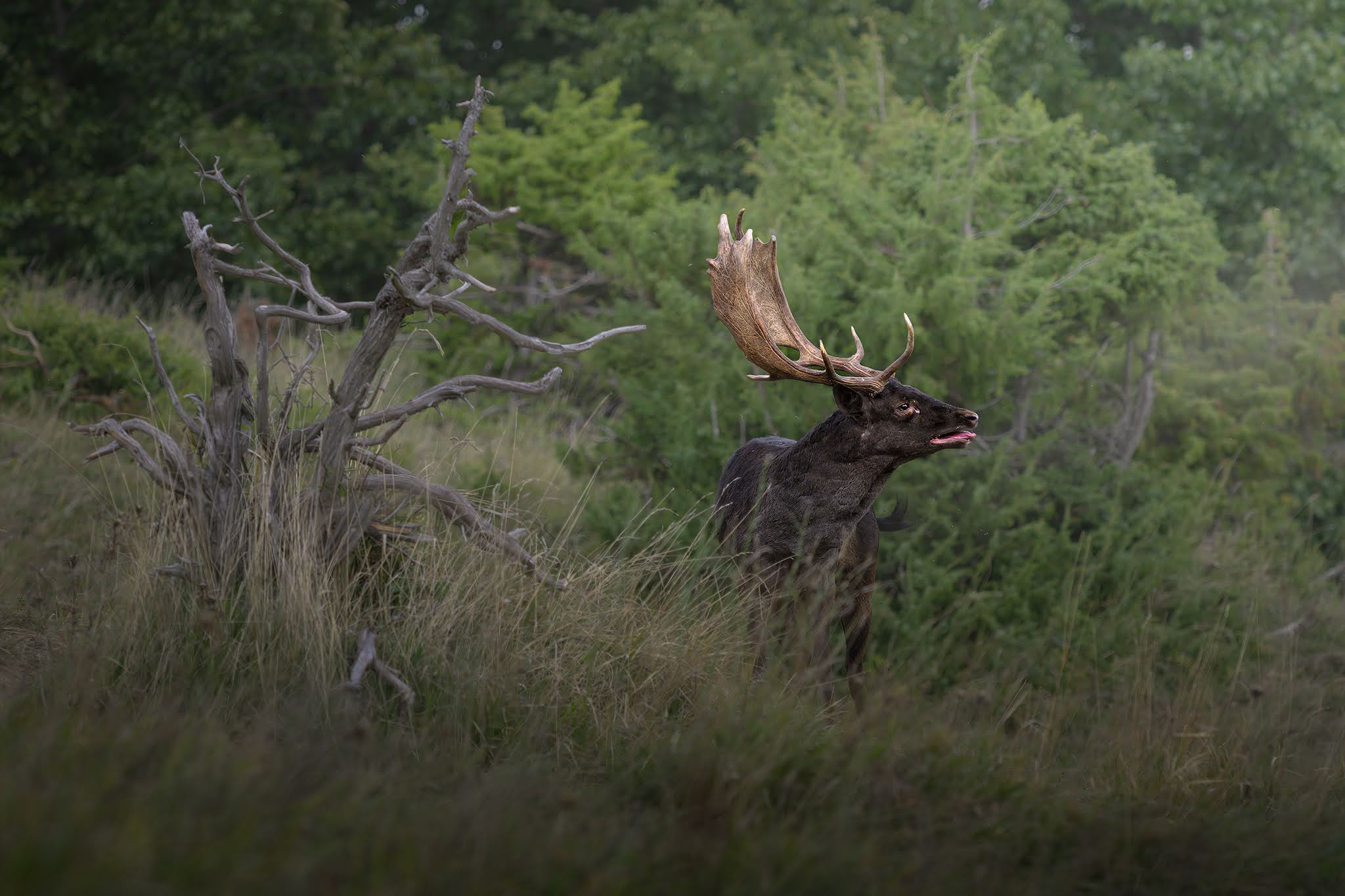 The bellowing of the melanistic