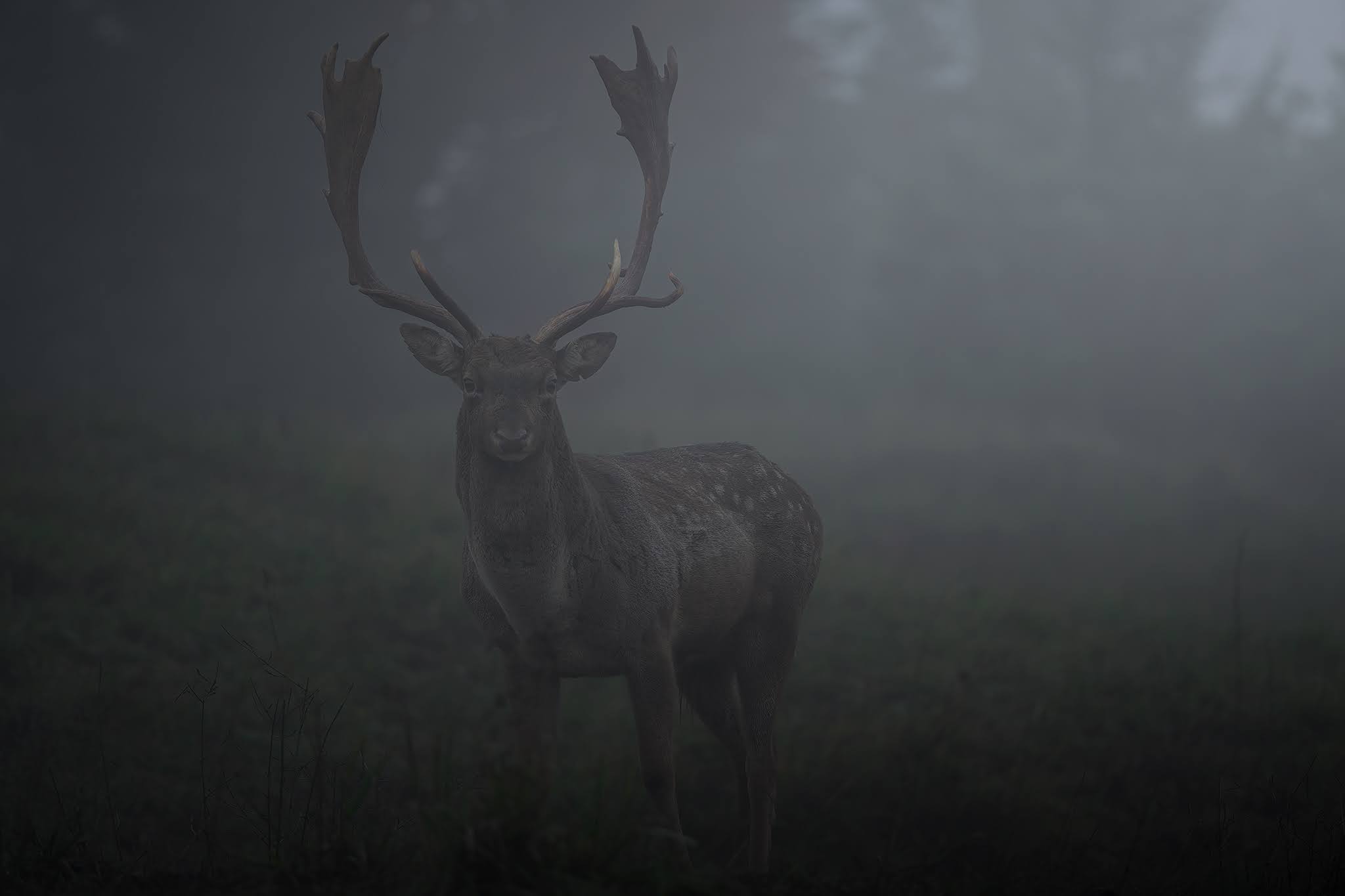 In the fog...