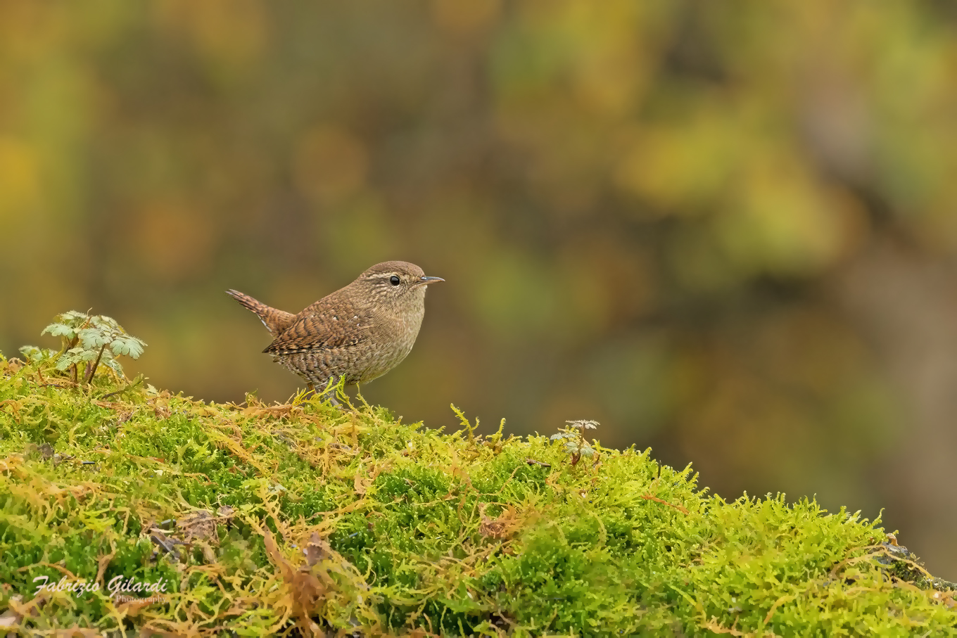 Troglodytes troglodytes (Wren)