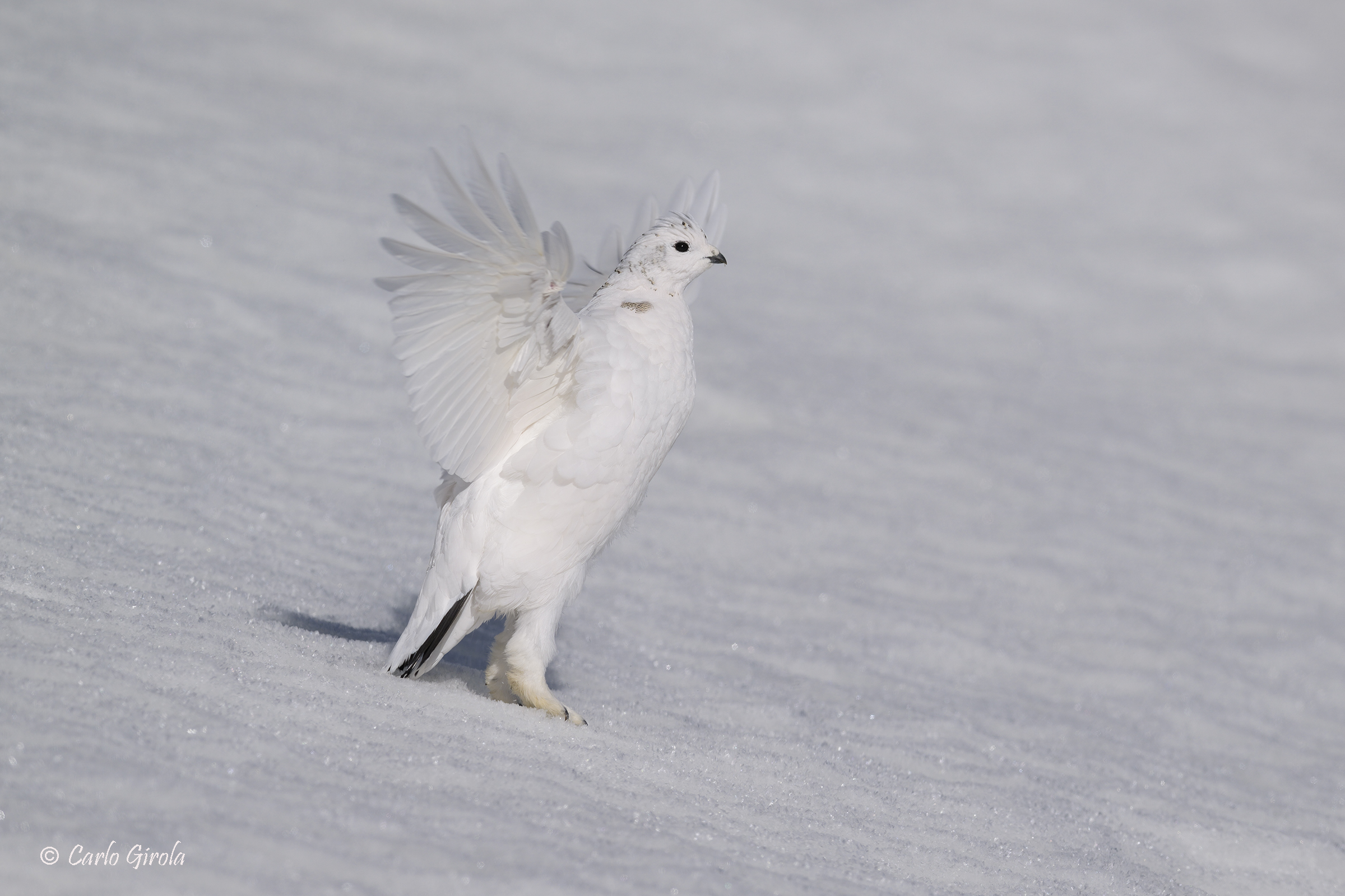 Rock ptarmigan (Lagopus muta)