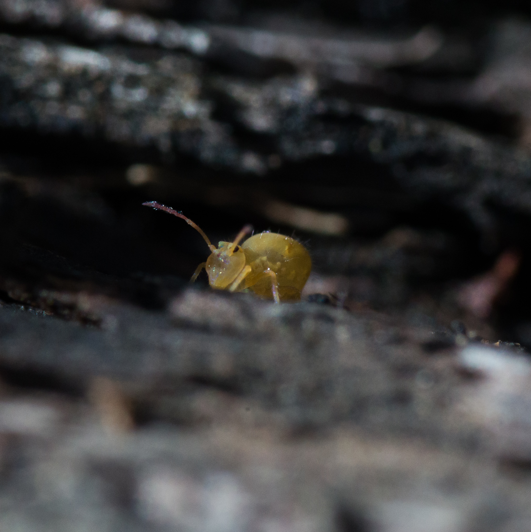 collemboro