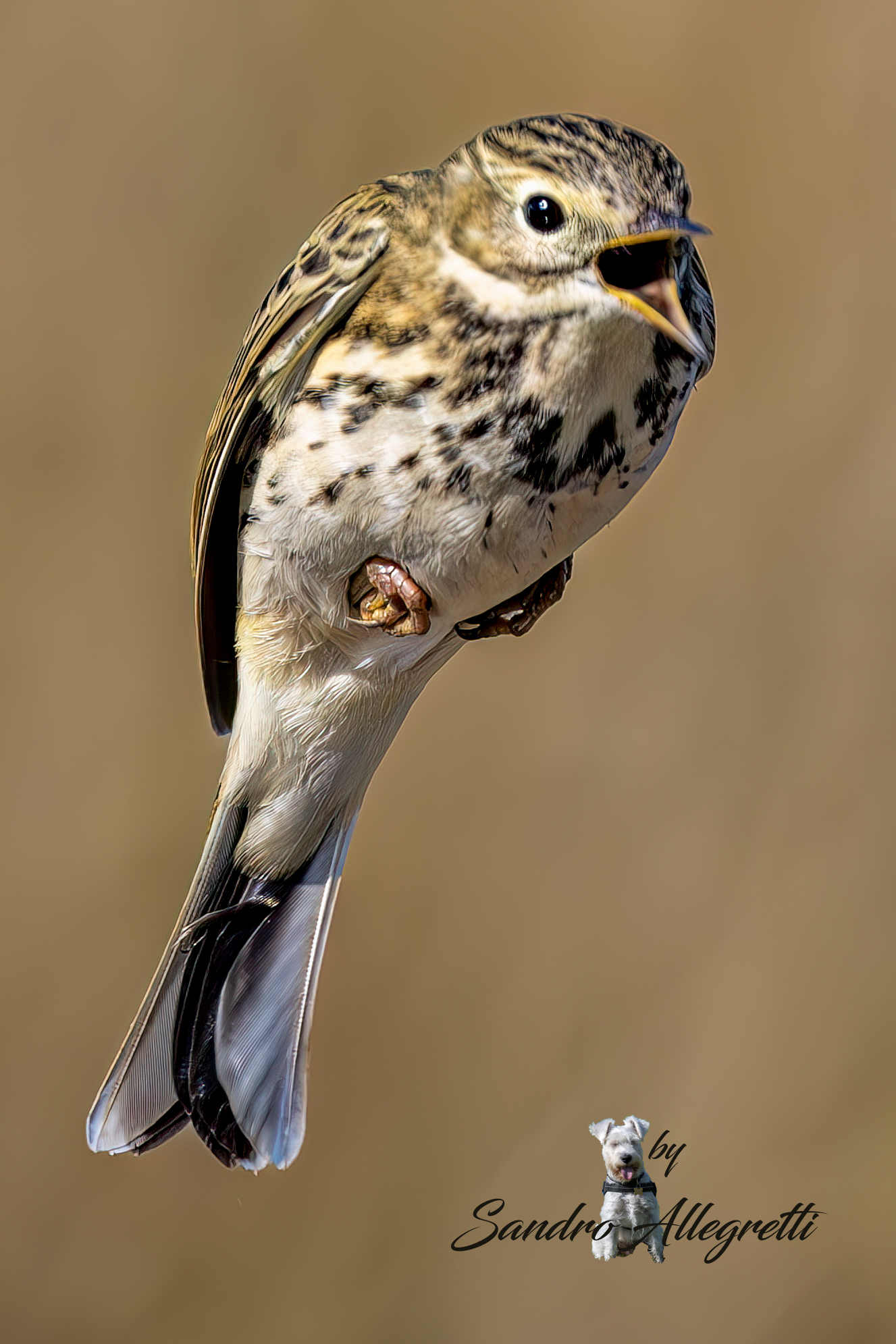 La pispola (Anthus pratensis)