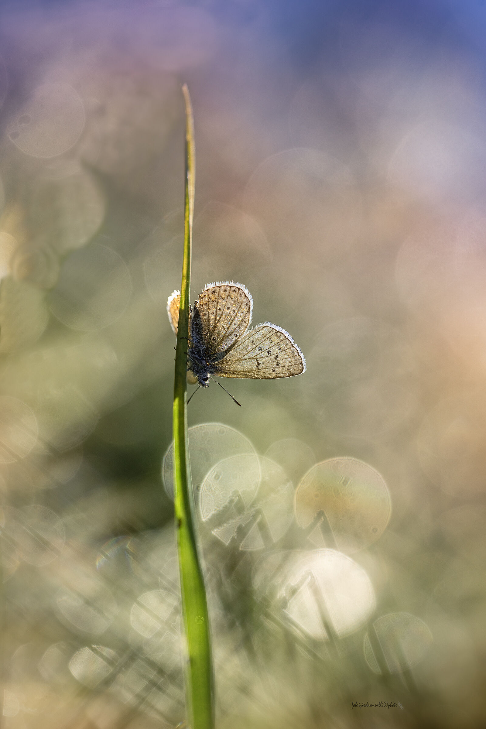 Polyommatus icarus - backlight