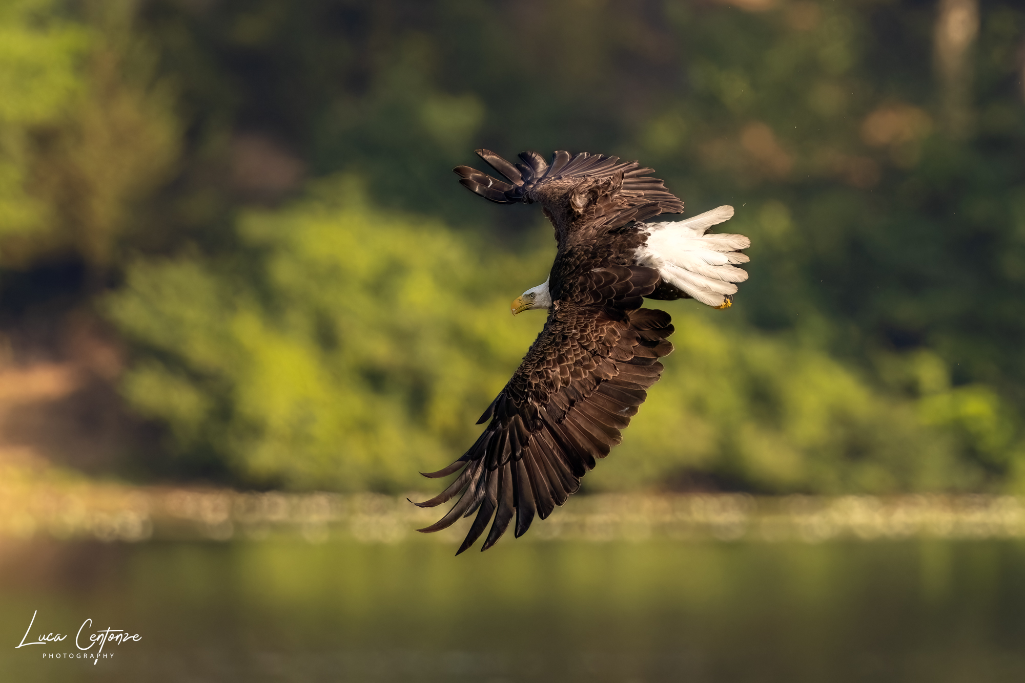 Bald Eagle (Haliaeetus leucocephalus) flying over the lake