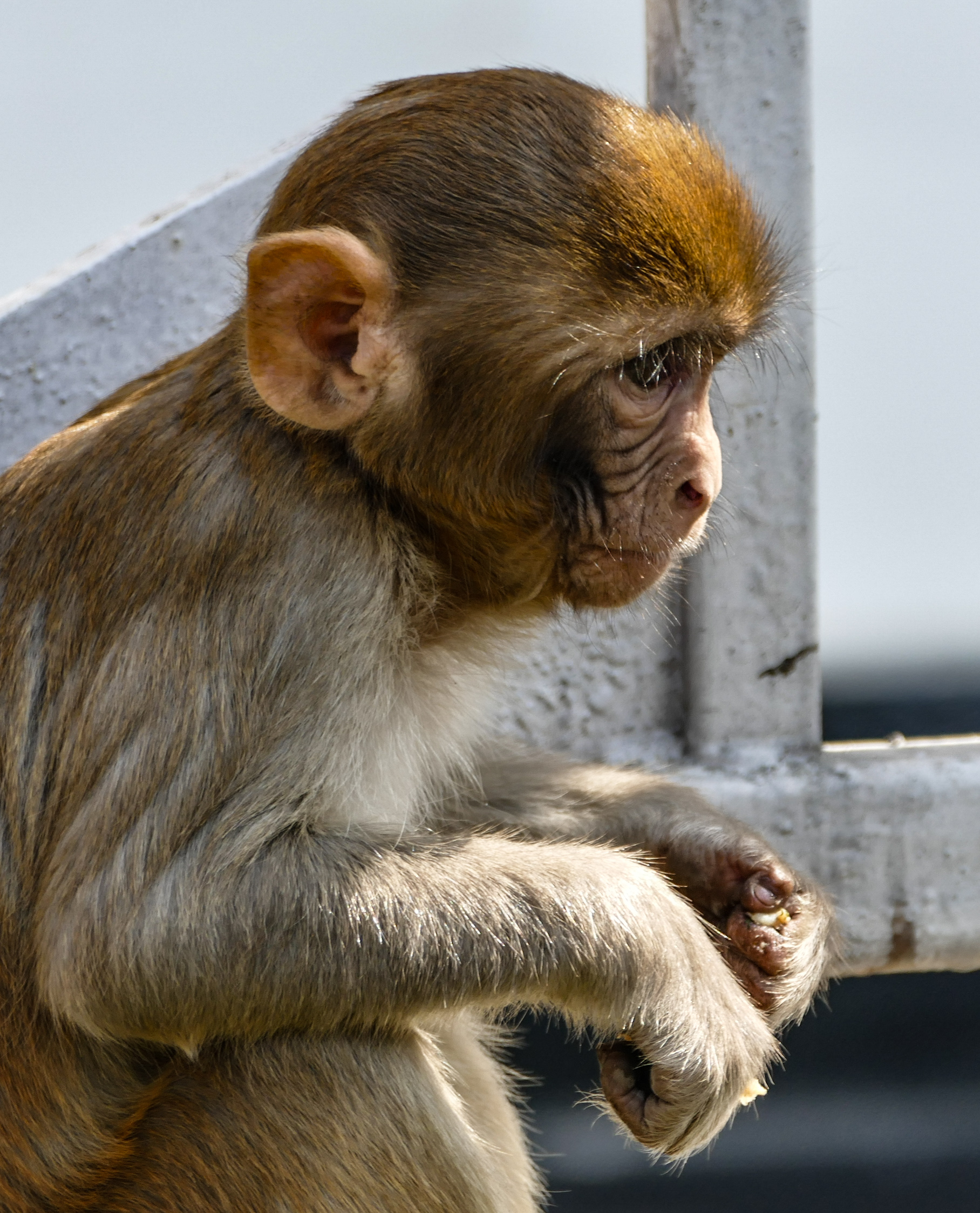Macaque