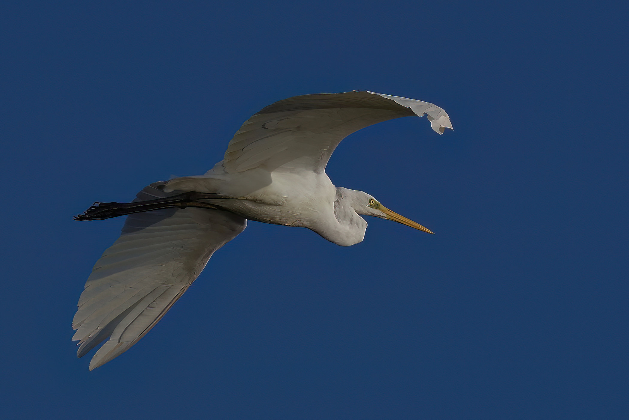 Great Egret