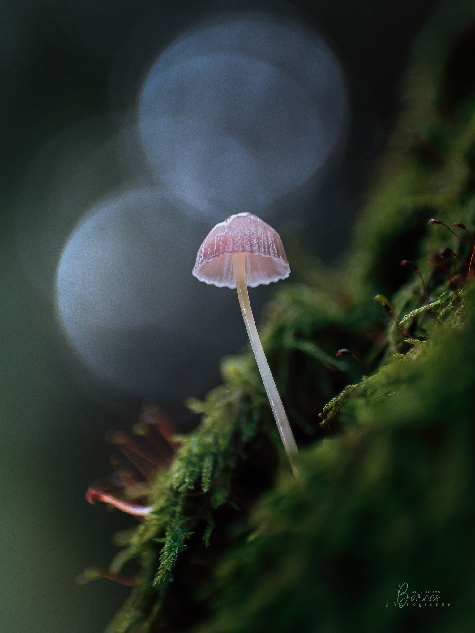 Microcosmo Silvestre  -vintage lens-