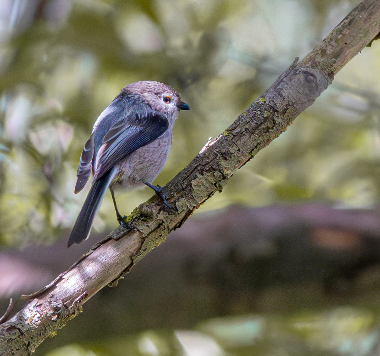 Long-tailed