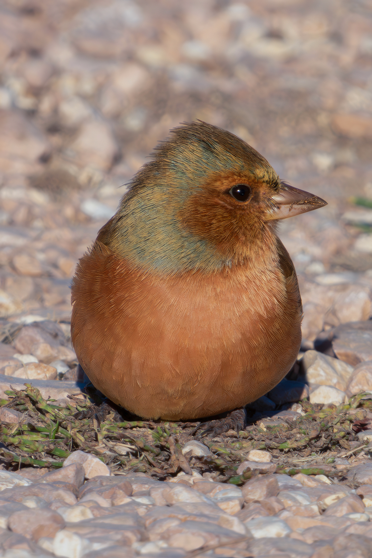 Chaffinch