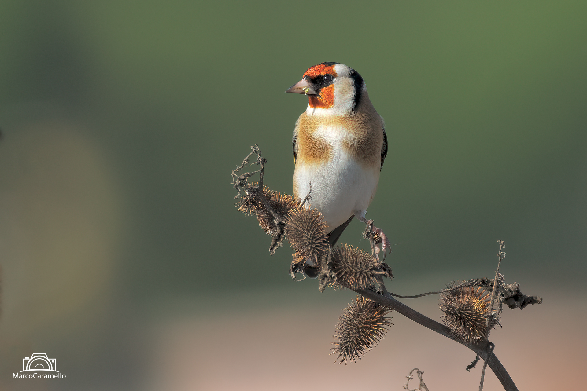 Goldfinch