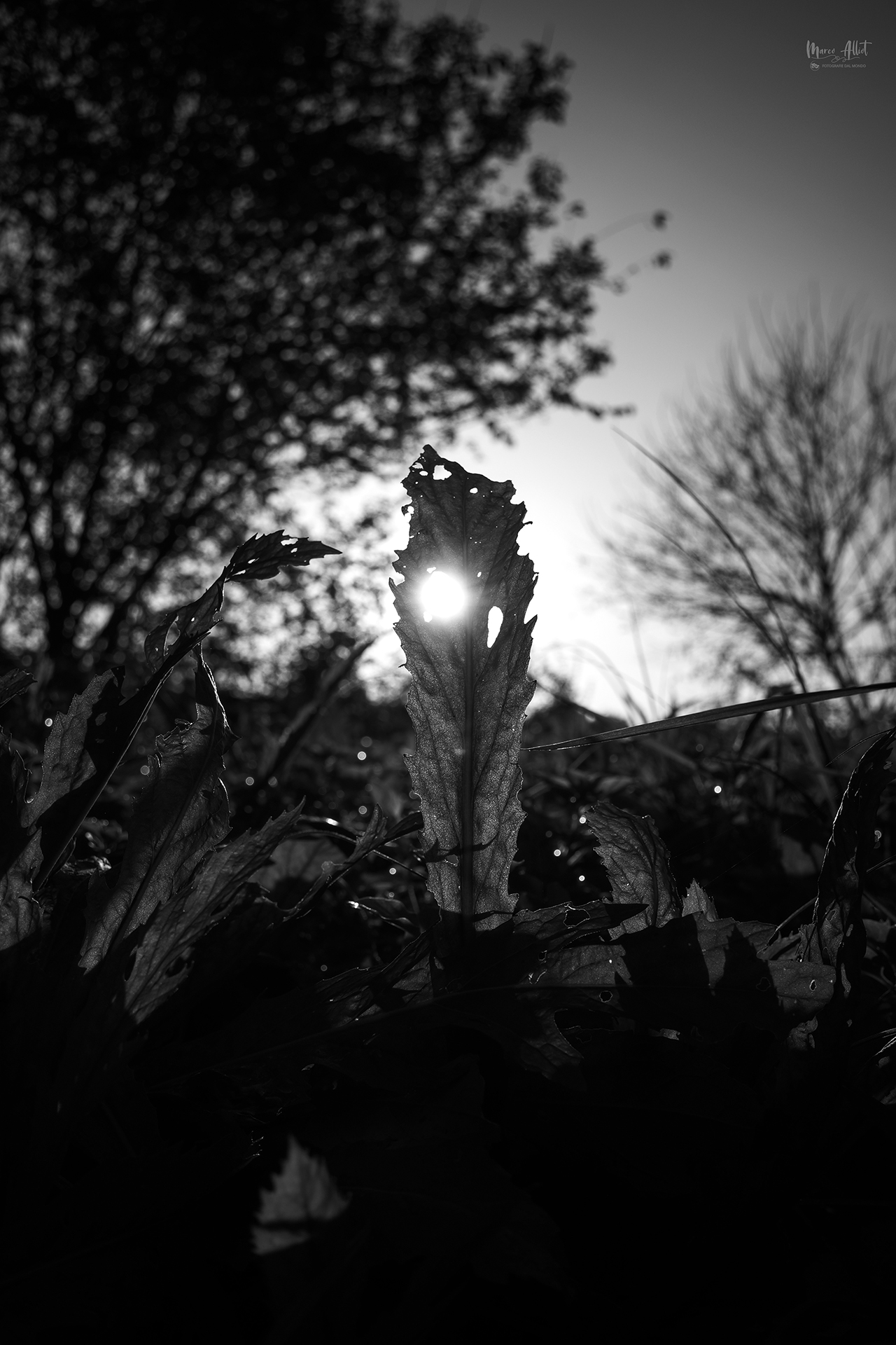 New Photo Style leica Monochrome