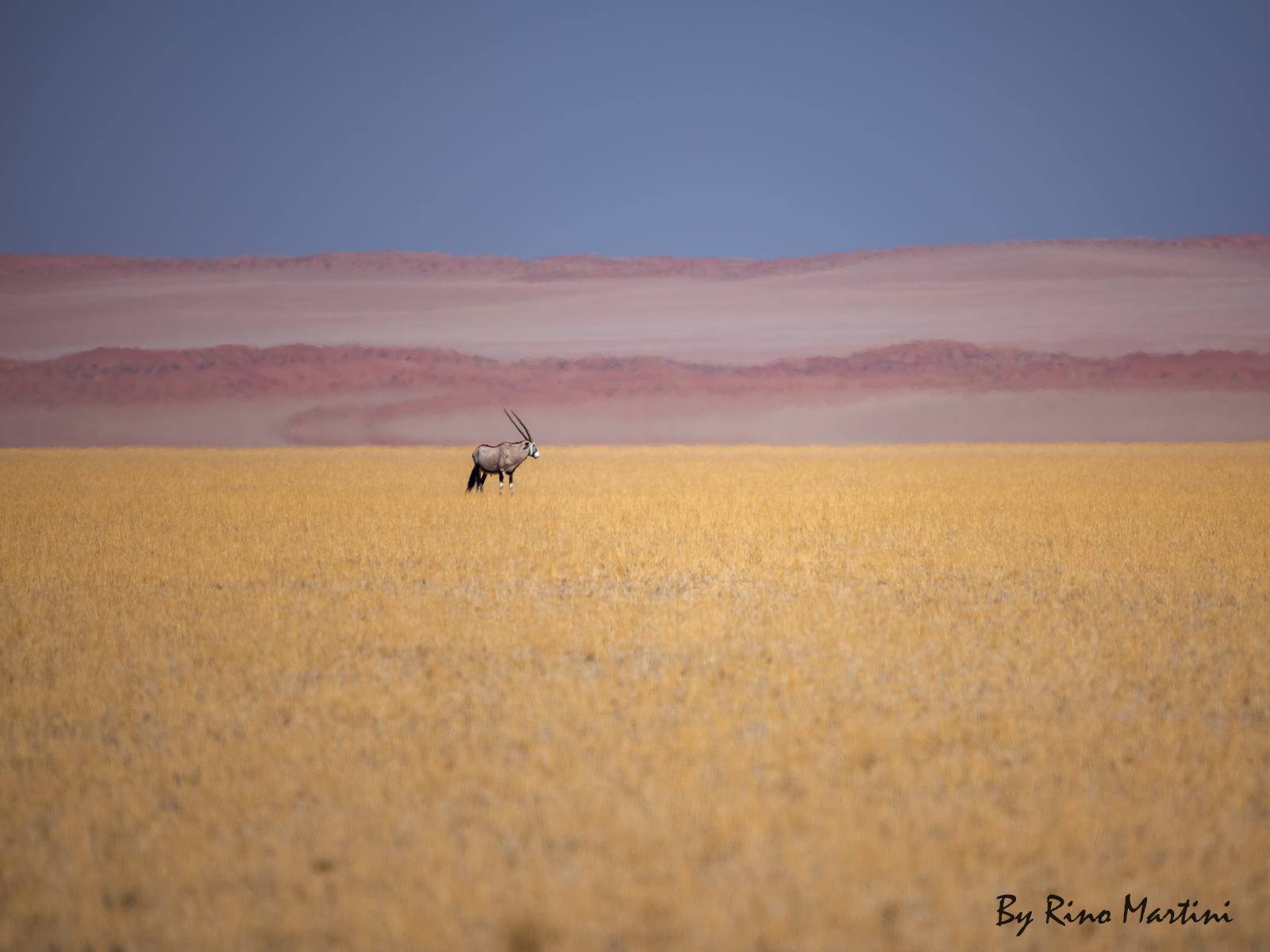 Oryx immersed in colors