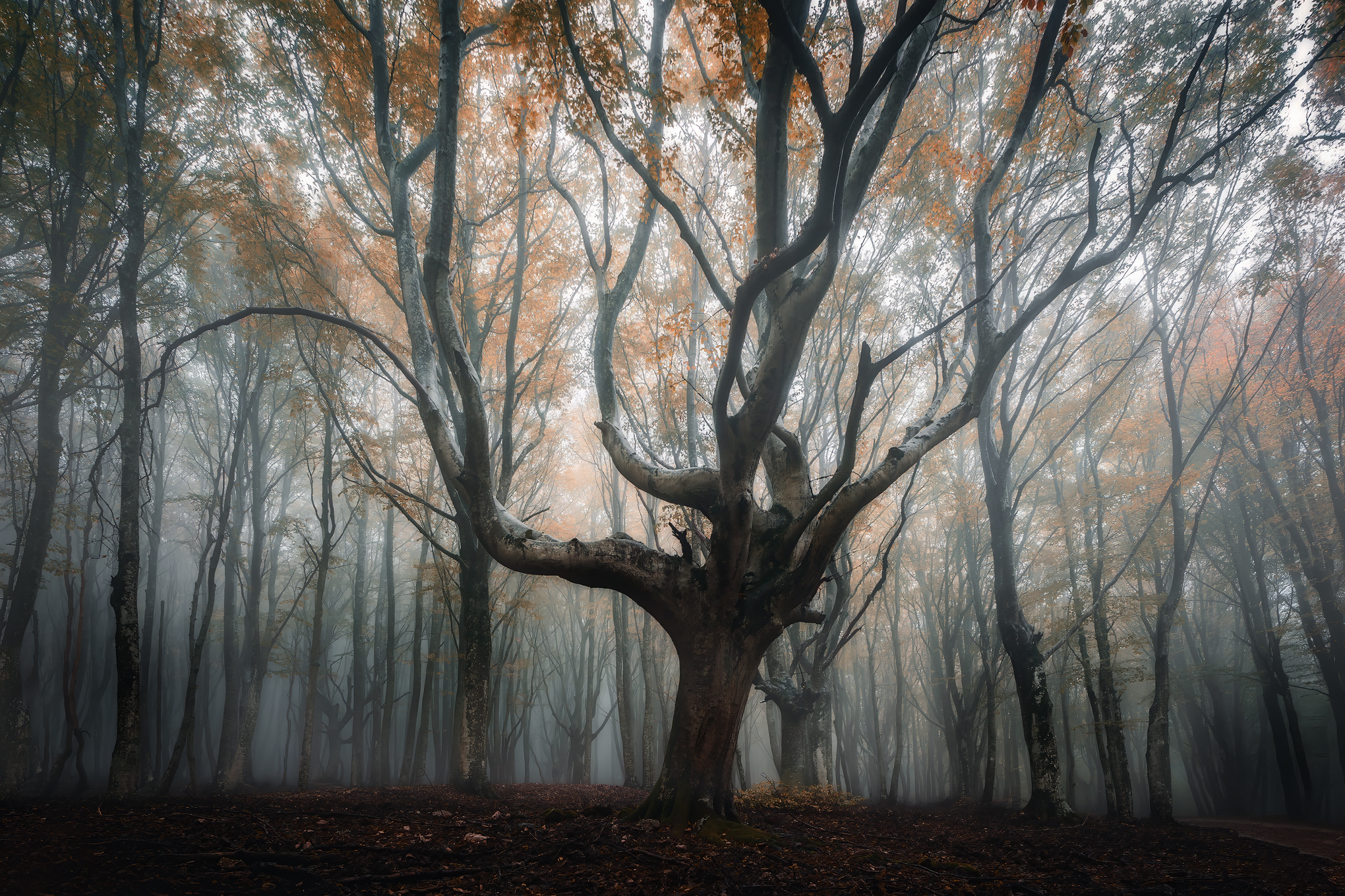 Canfaito fog_2