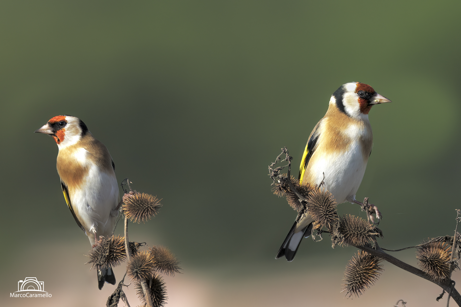 Goldfinches