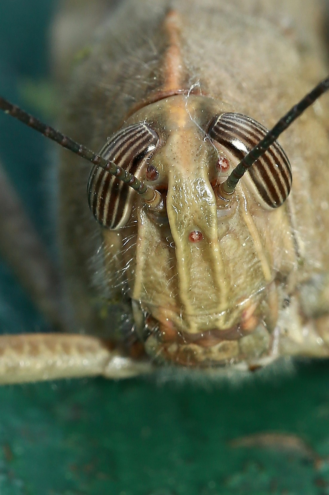 Macro mano libera